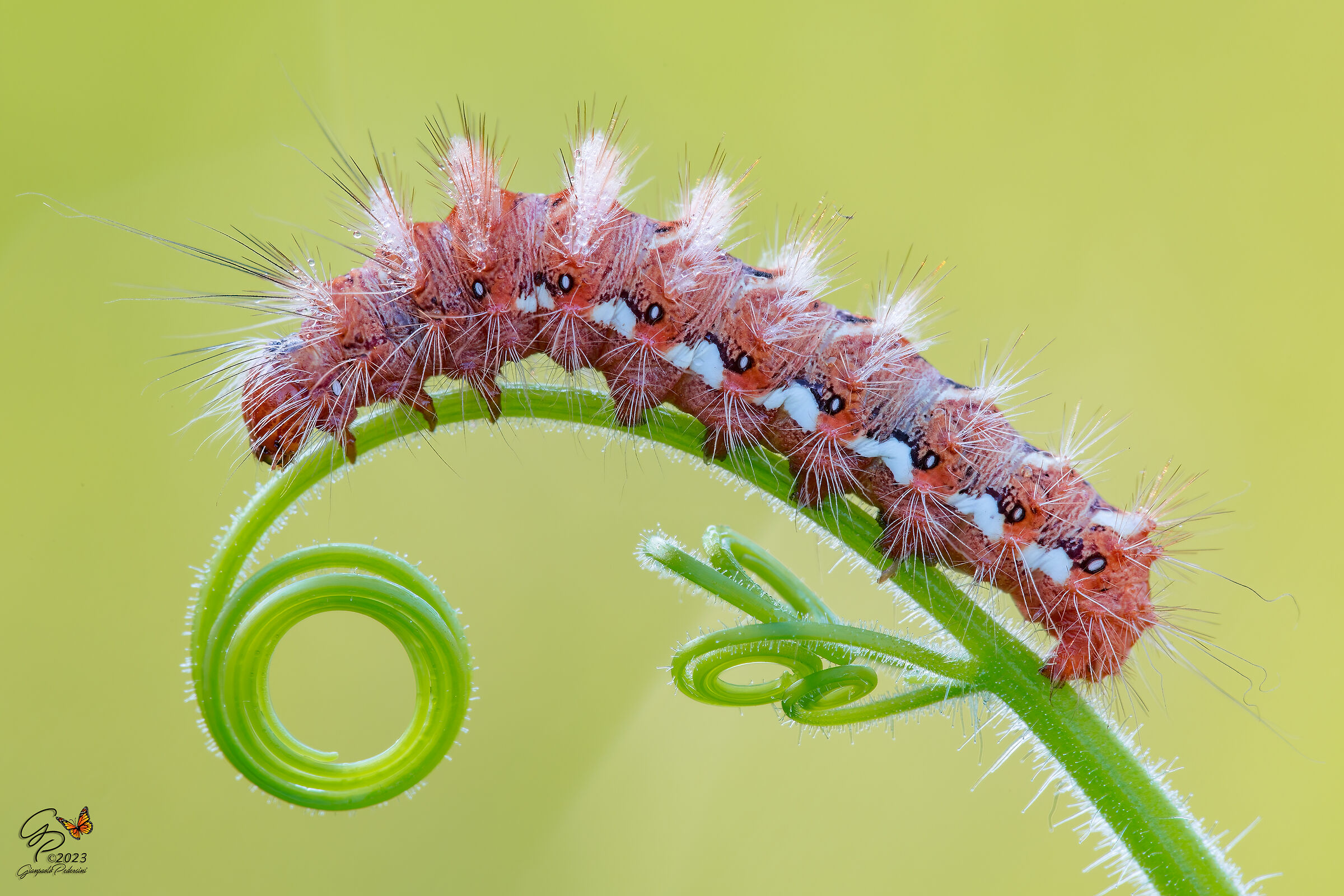 Ogni riccio un capriccio.....un po' più da vicino