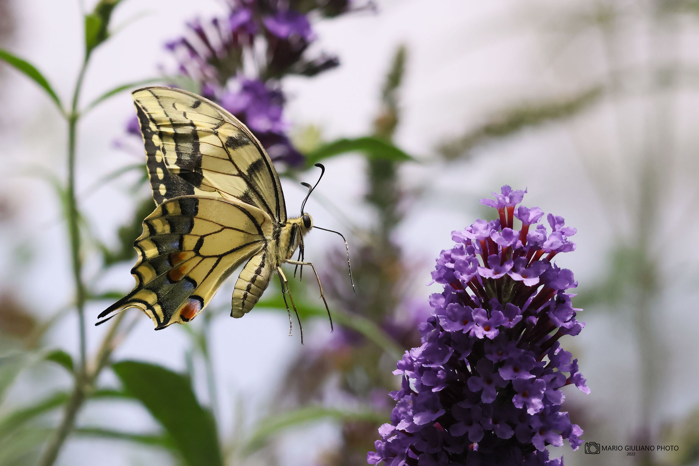 Macaone (Papilio machaon)