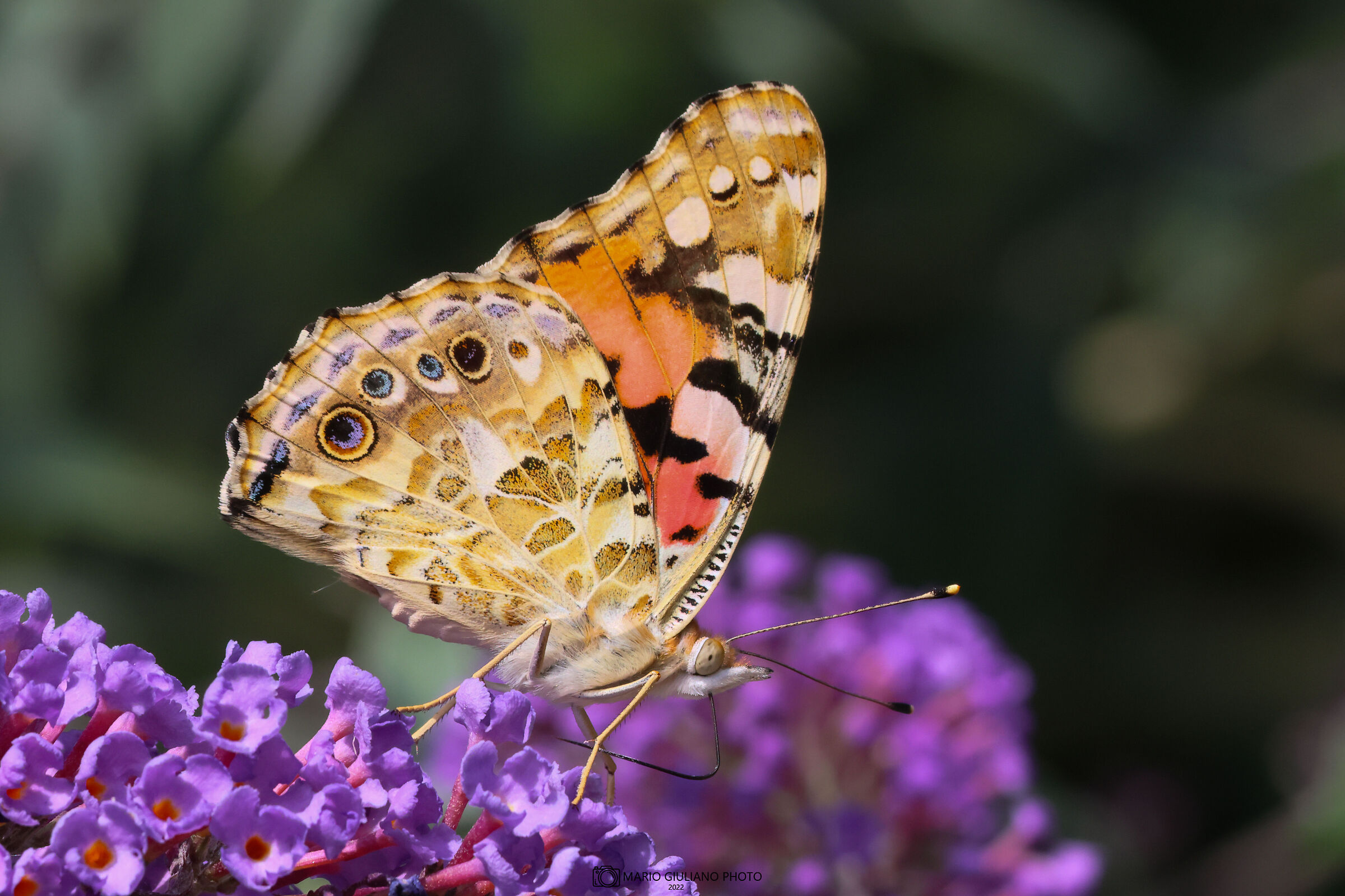 Vanessa del carco (Vanessa cardui)