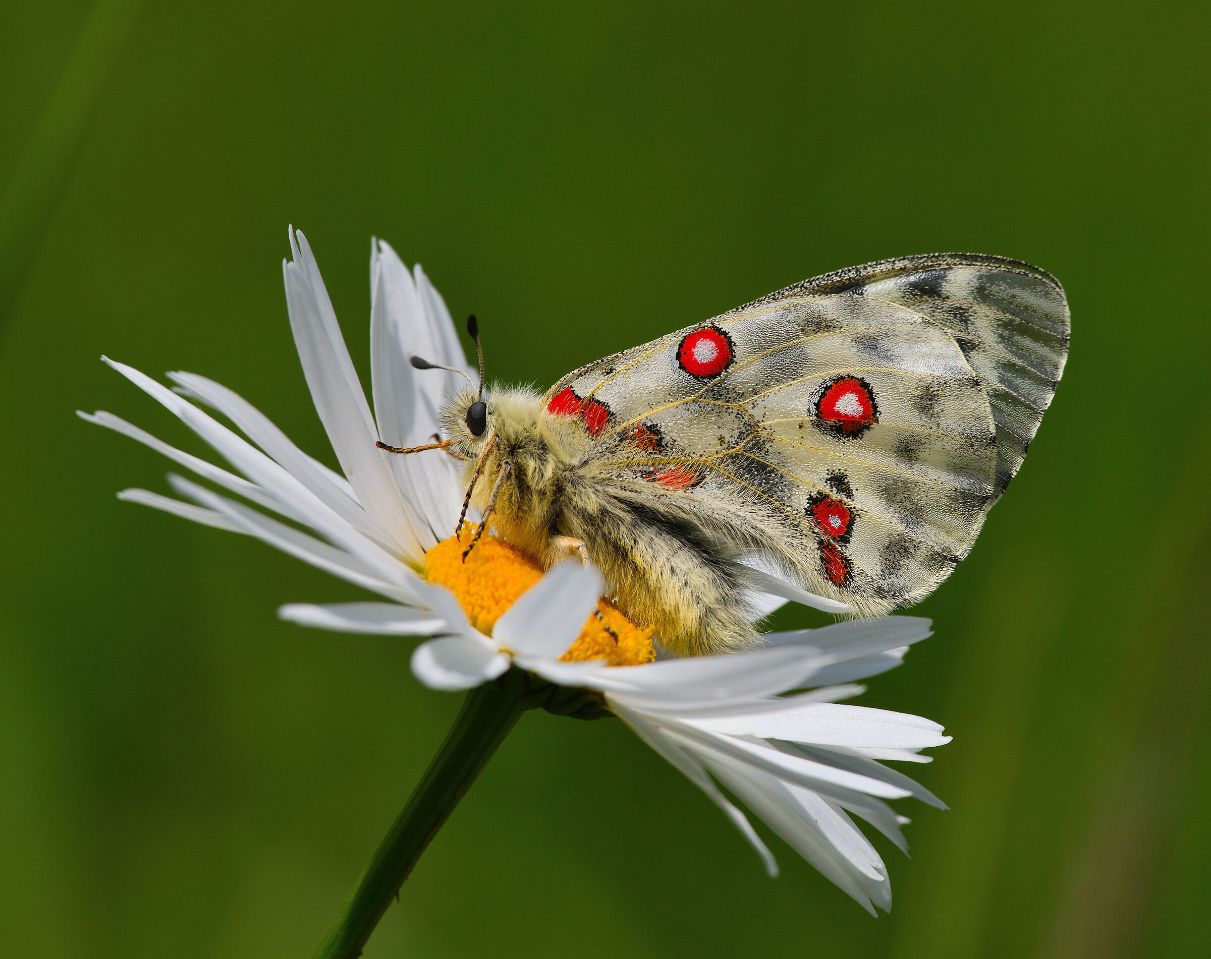 Parnassius Apollo
