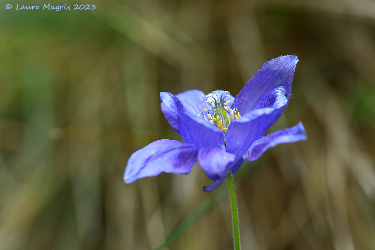 Aquilegia alpina