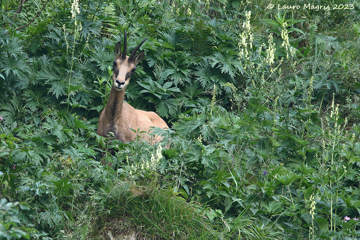 Nella folta vegetazione