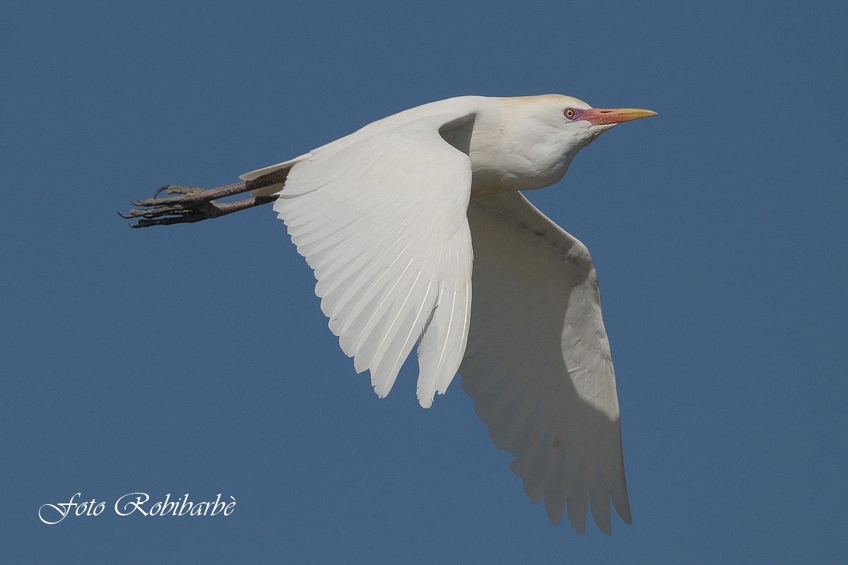 Guardabuoi....volante
