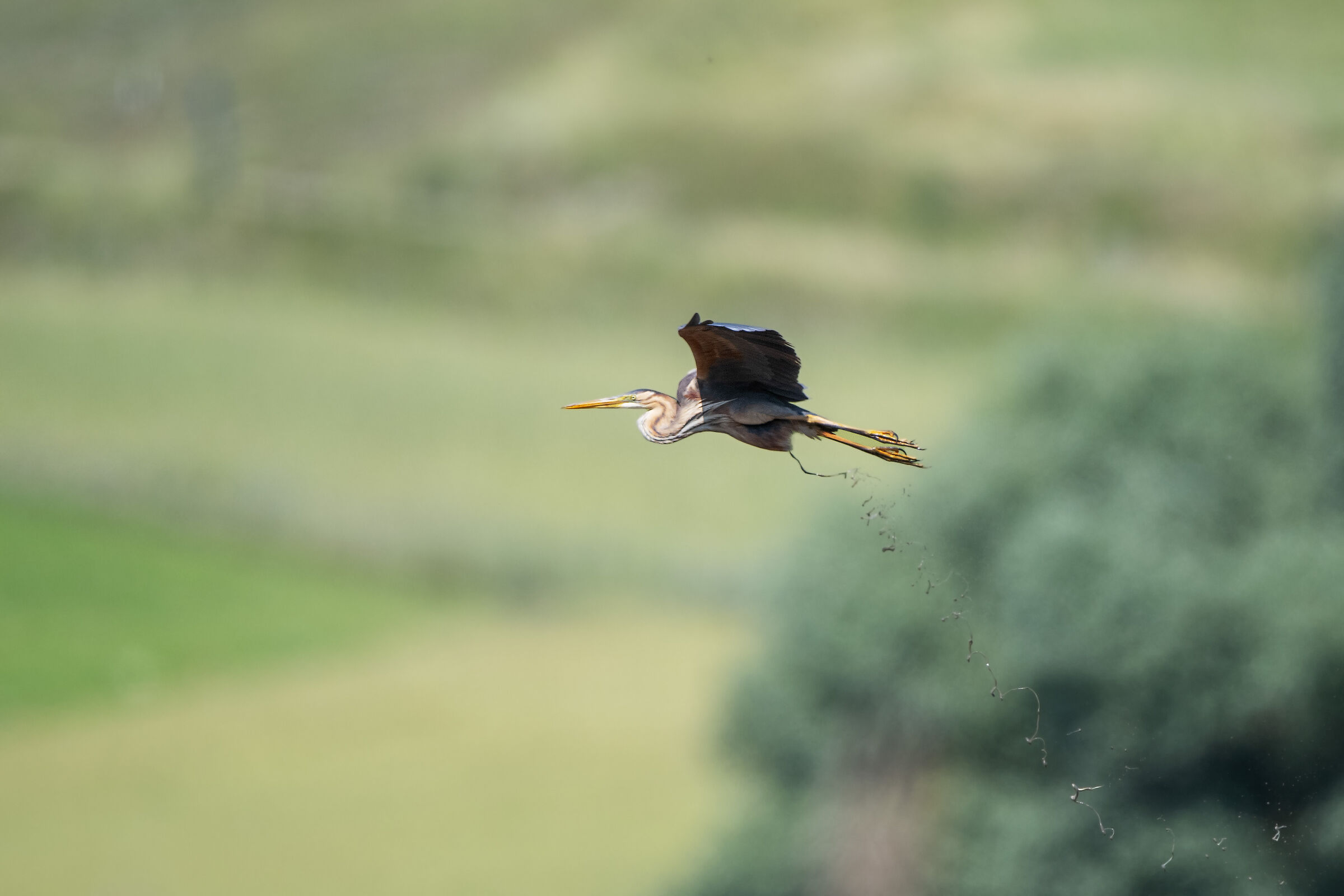 Bisogni fisiologici volanti...
