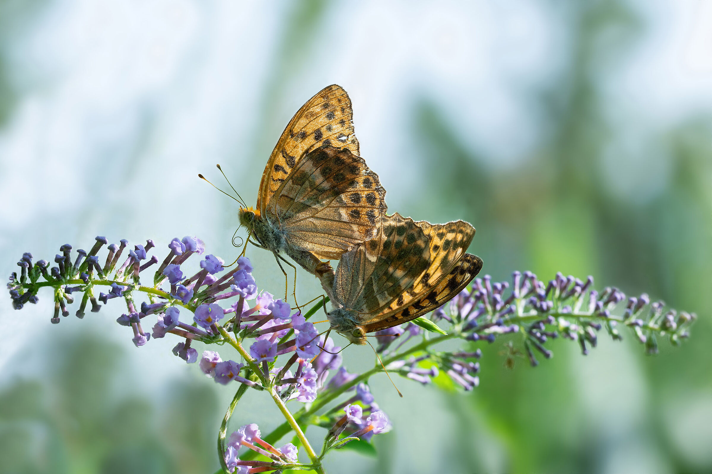 La  continuazione della specie