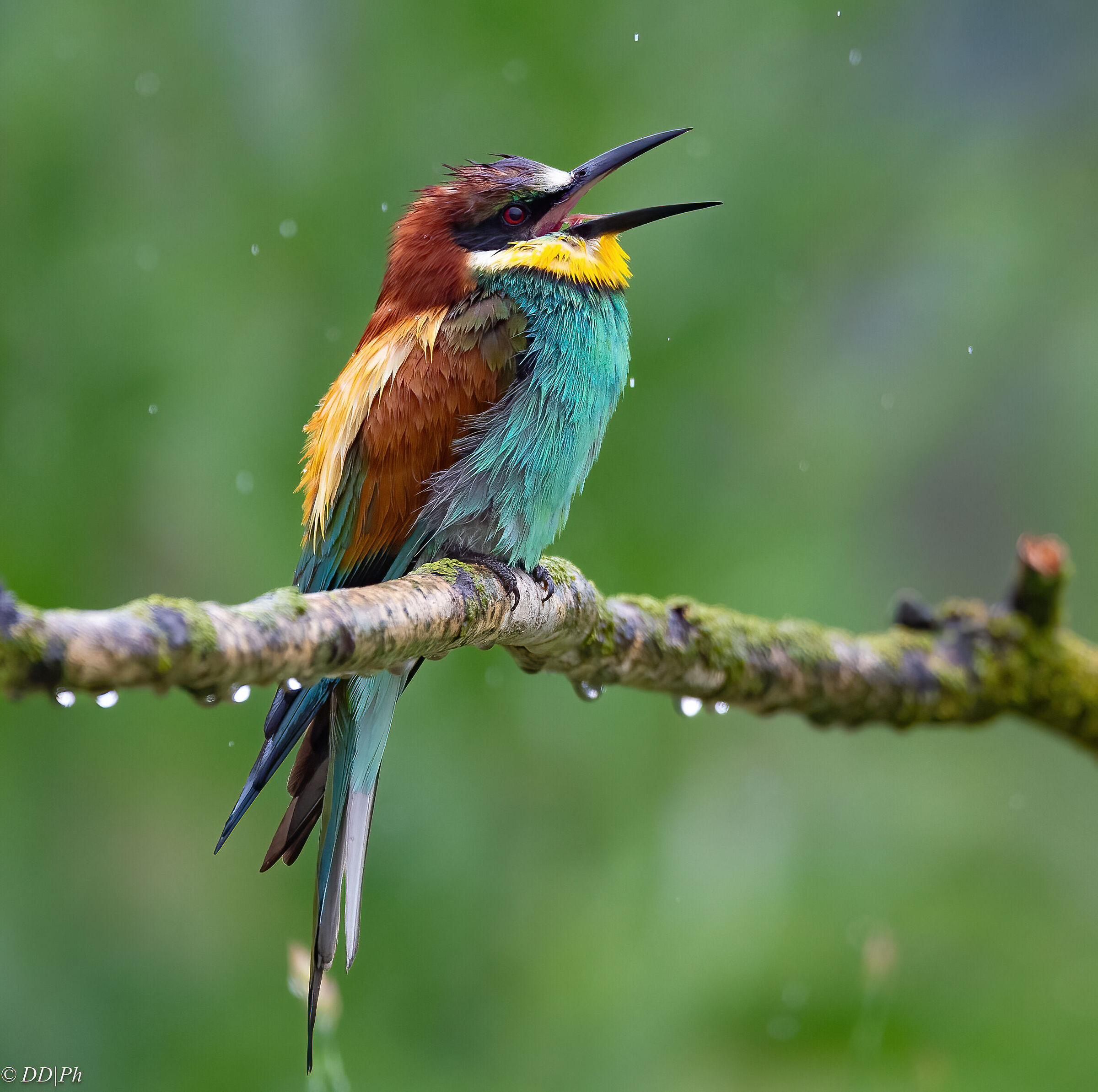 Bee-eater