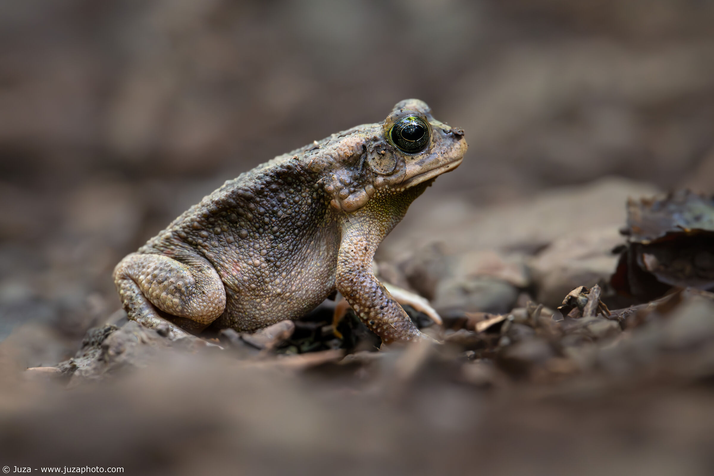 Guttural Toad (Sclerophrys gutturalis)