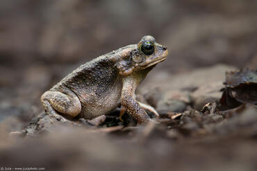 Sclerophrys gutturalis