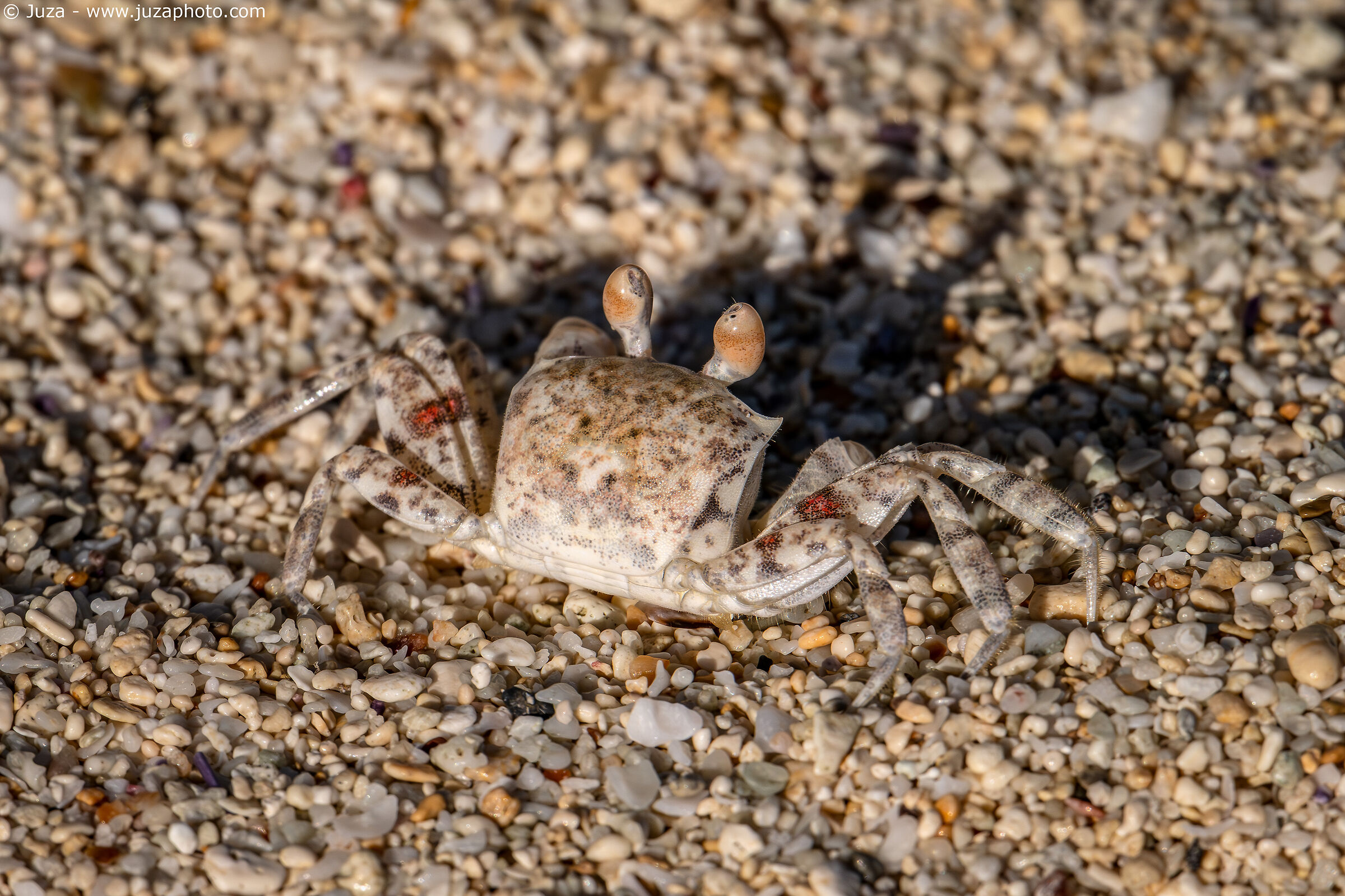 Granchio fantasma (Ocypode pallidula)
