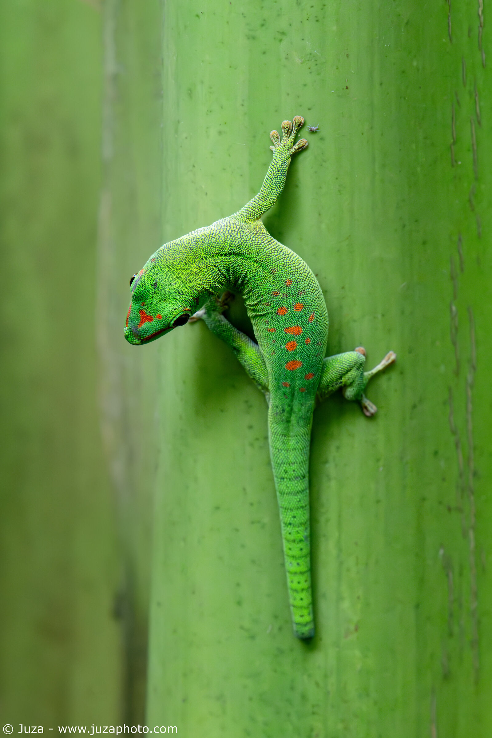 Phelsuma grandis, esemplare giovane