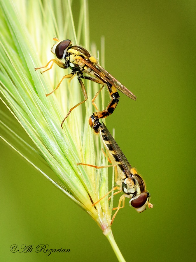 Coppia di Syrphidae