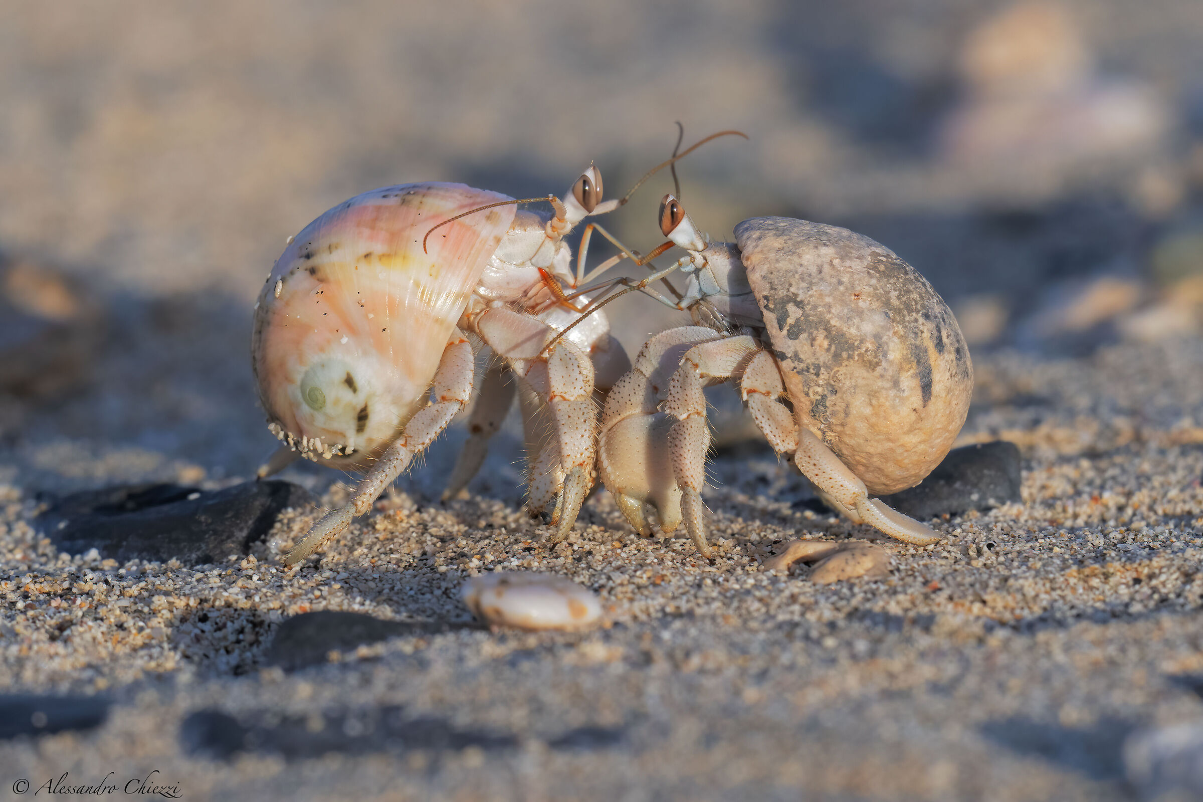 The struggle of the hermit crabs