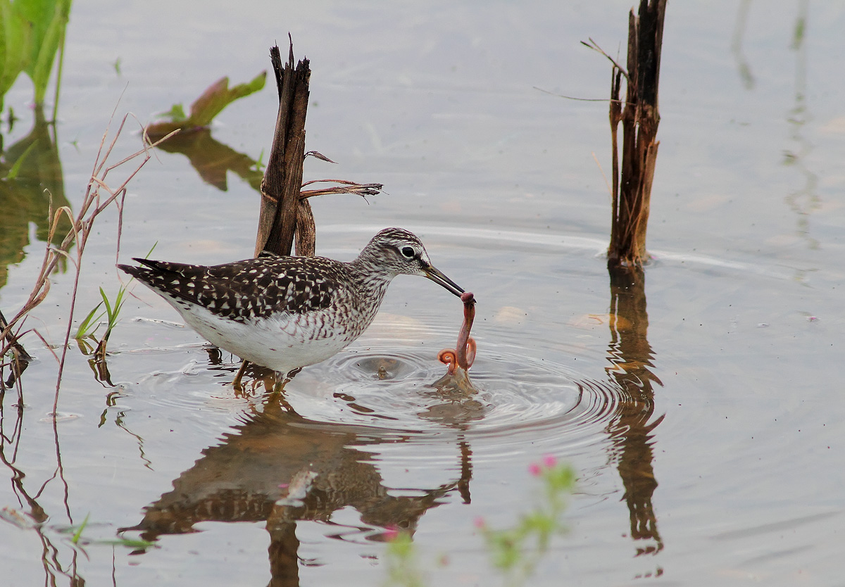 Piro piro boschereccio