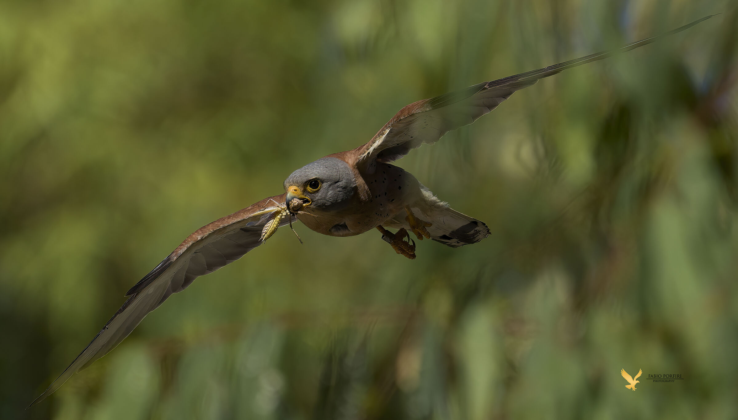 grillaio - la cavalletta