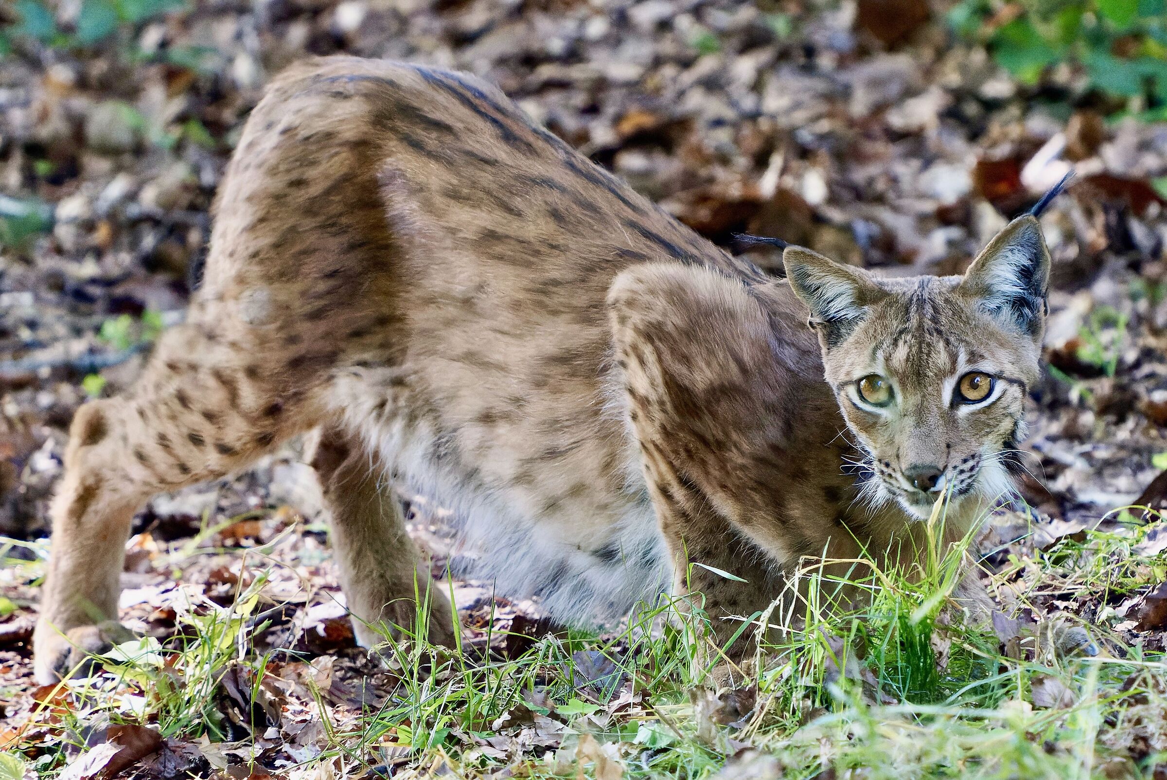 Lince