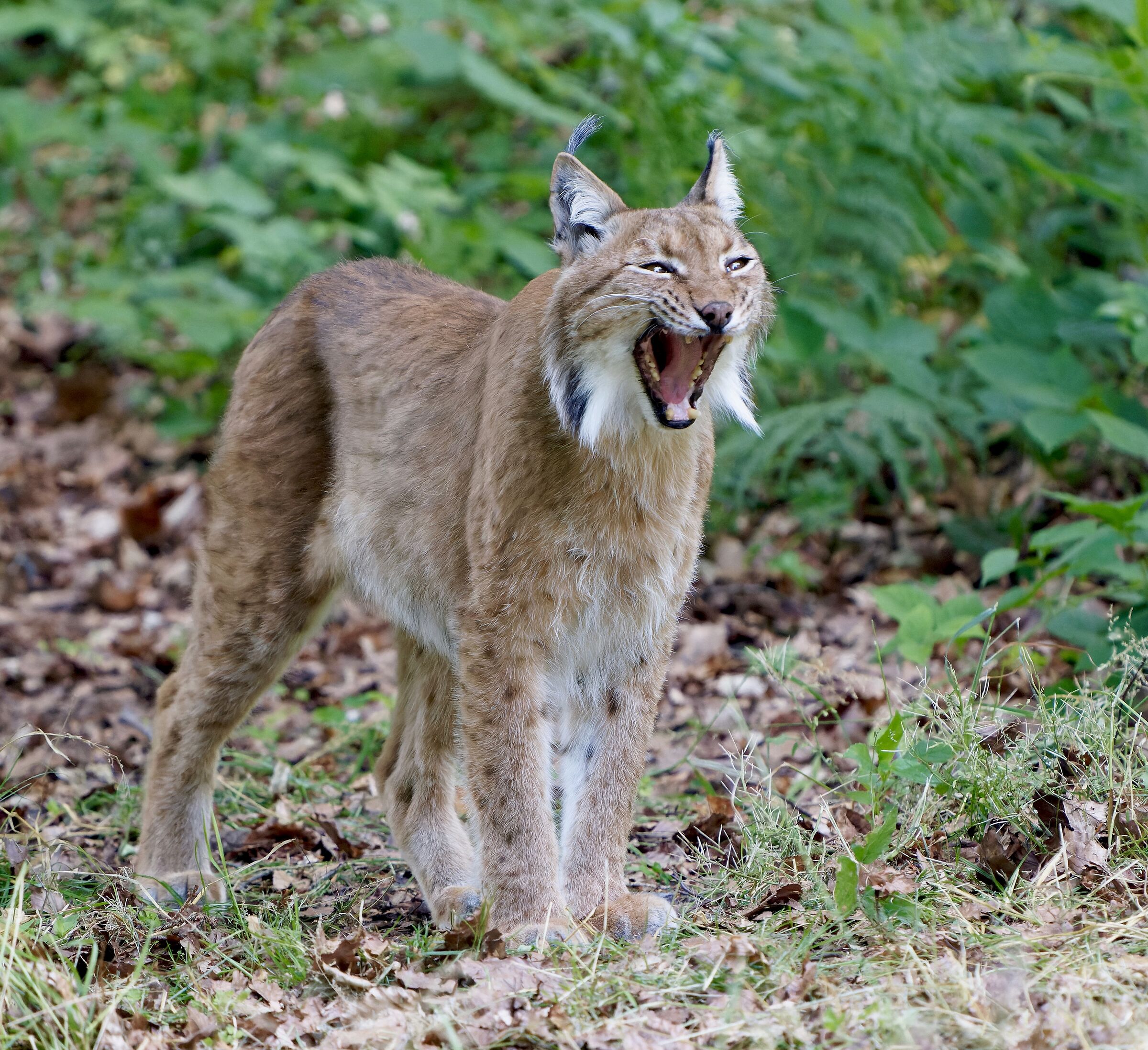 Lynx