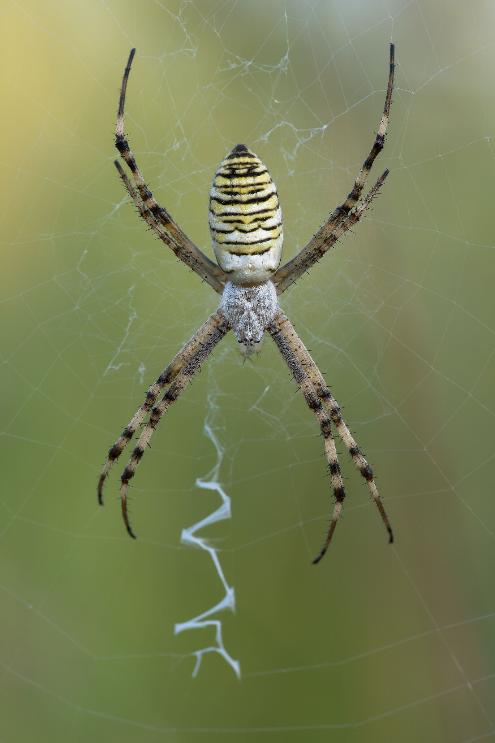 Argiope bruennichi