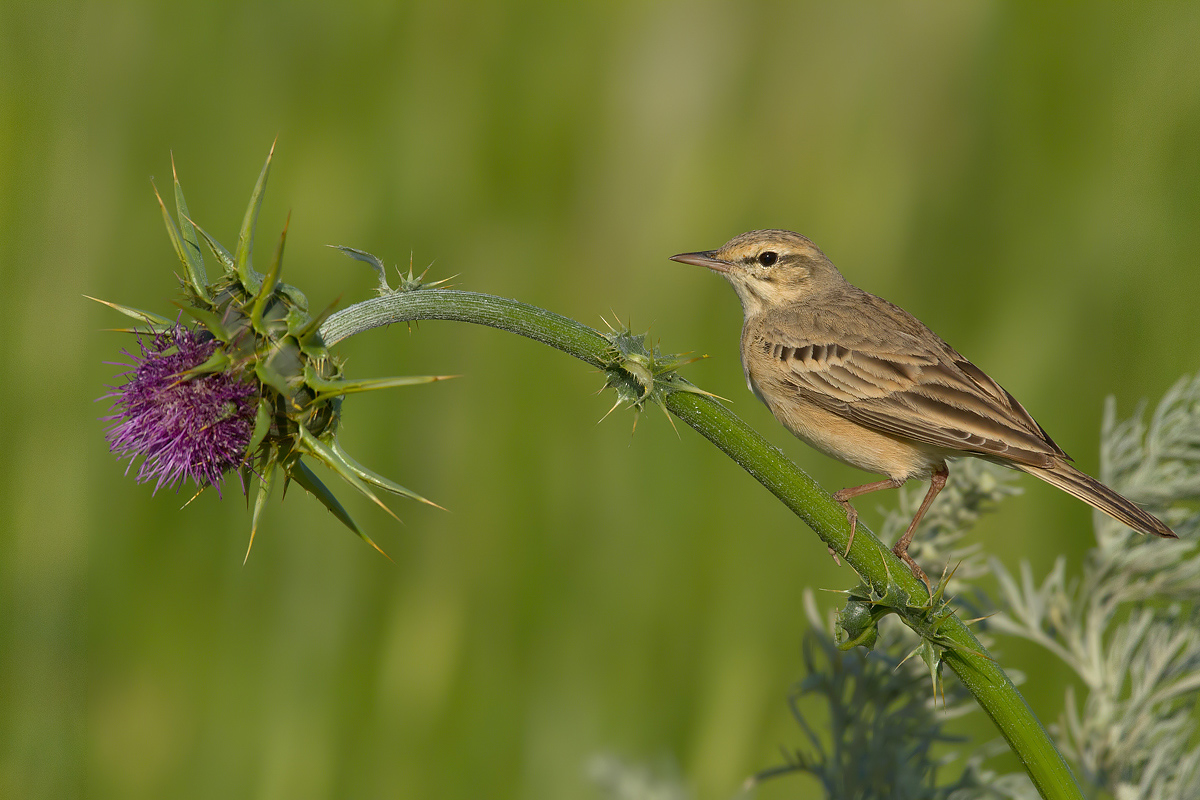 Pipit in beautiful pose
