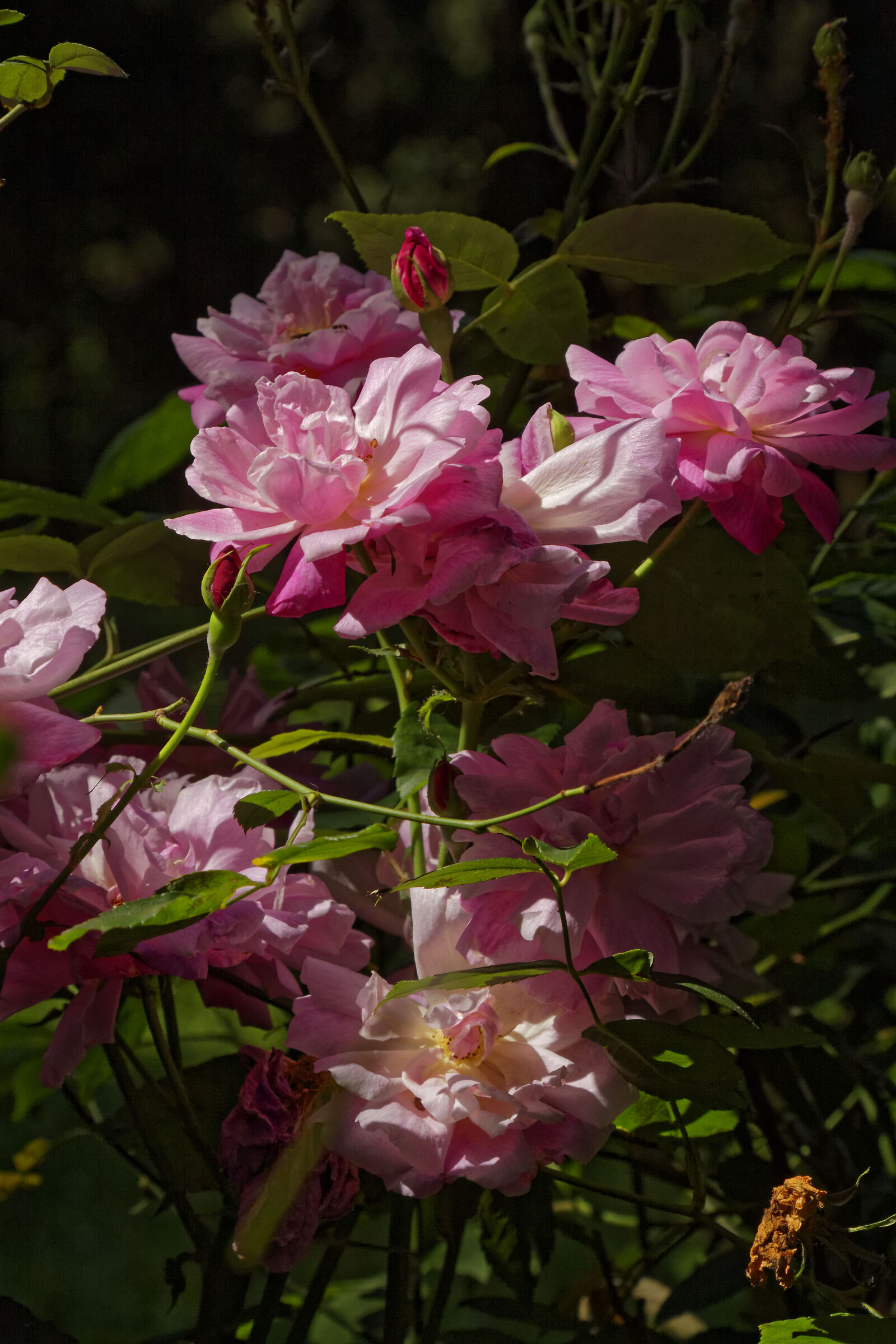 Rose di bosco