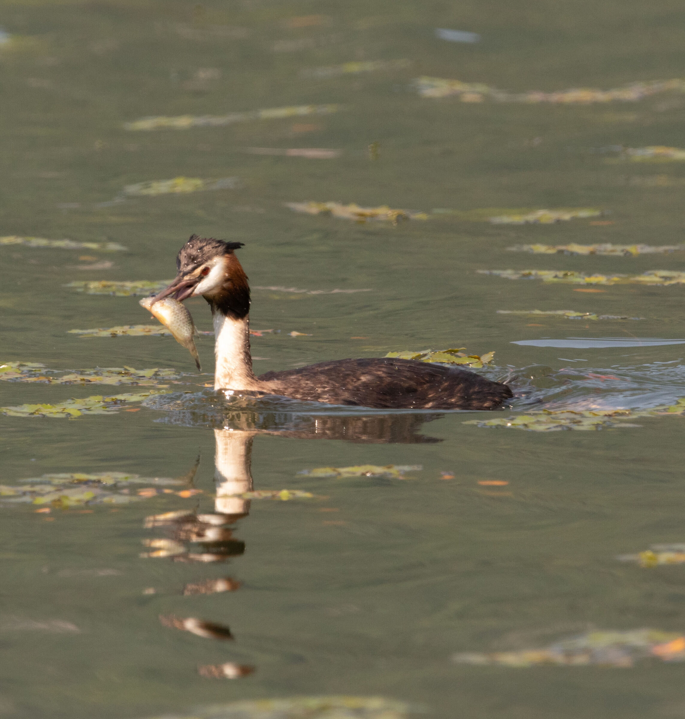 Great Grebe with prey Lake Annone LC 2/06/2023