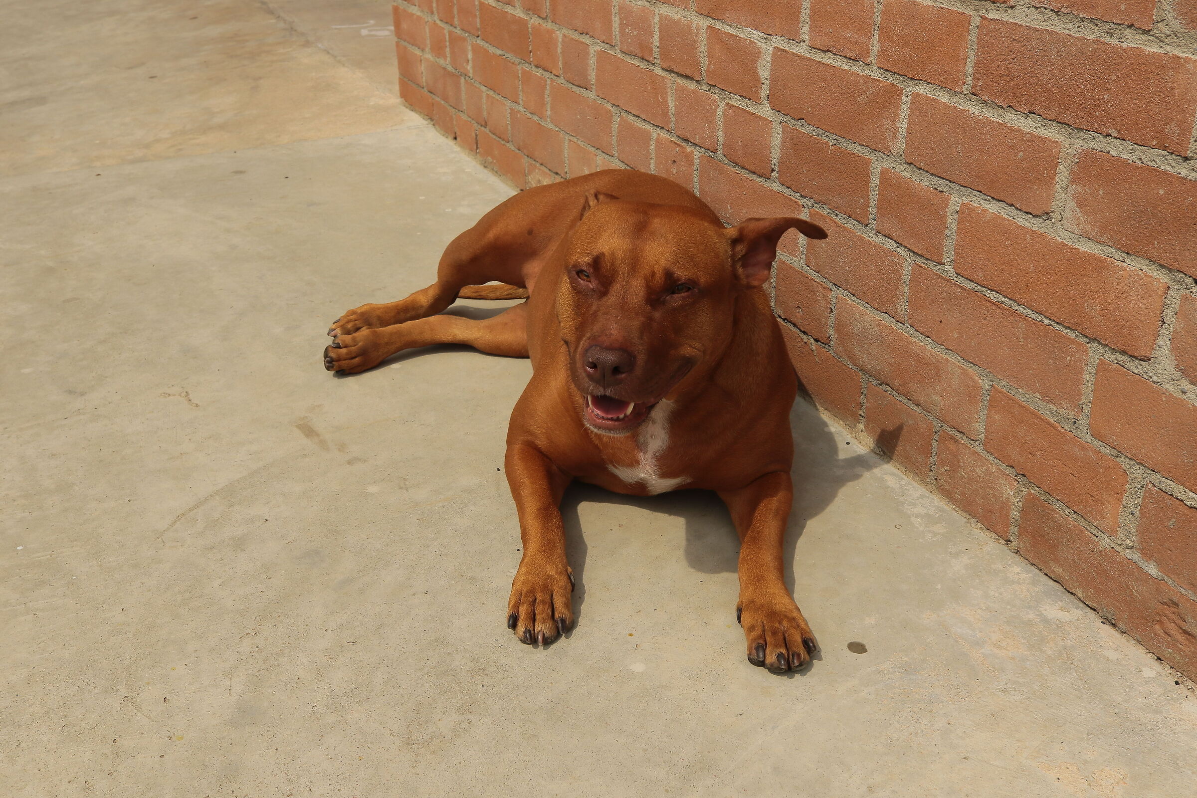 cane Pit bull femmina Kira Senago MI 10/06/2023