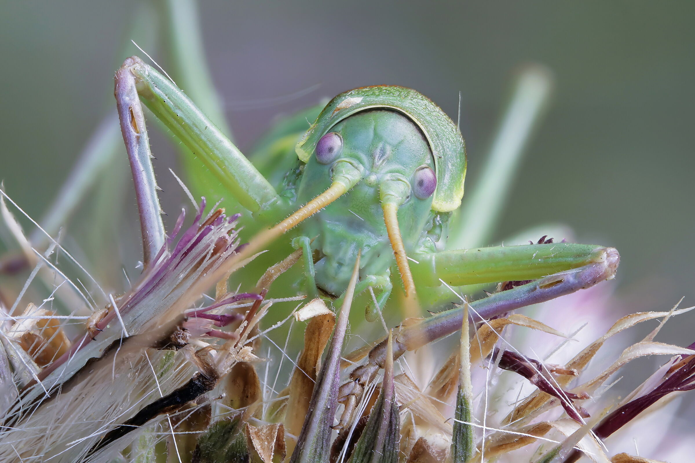 Ephippiger sp. z o.o.