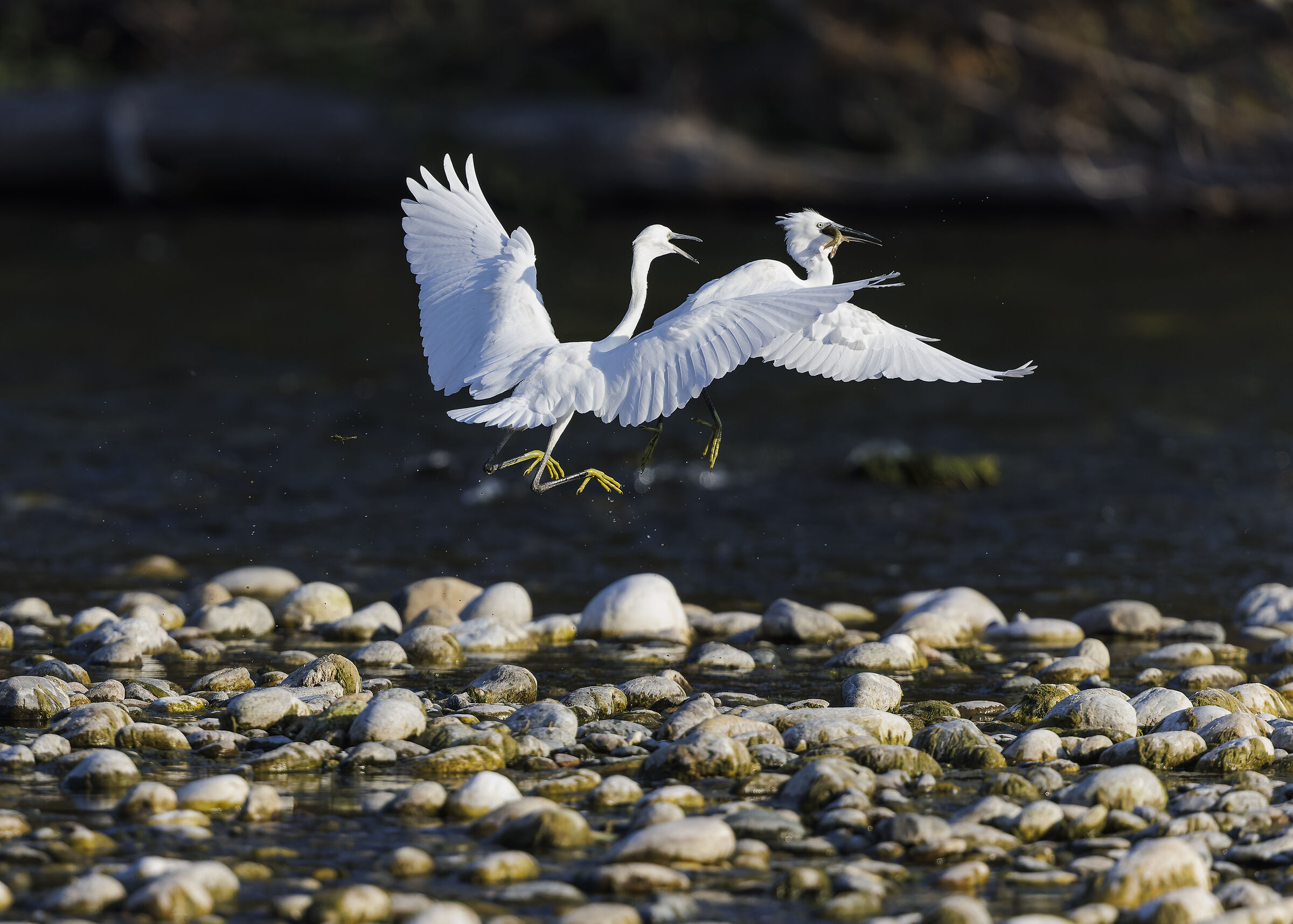 Little Egrets