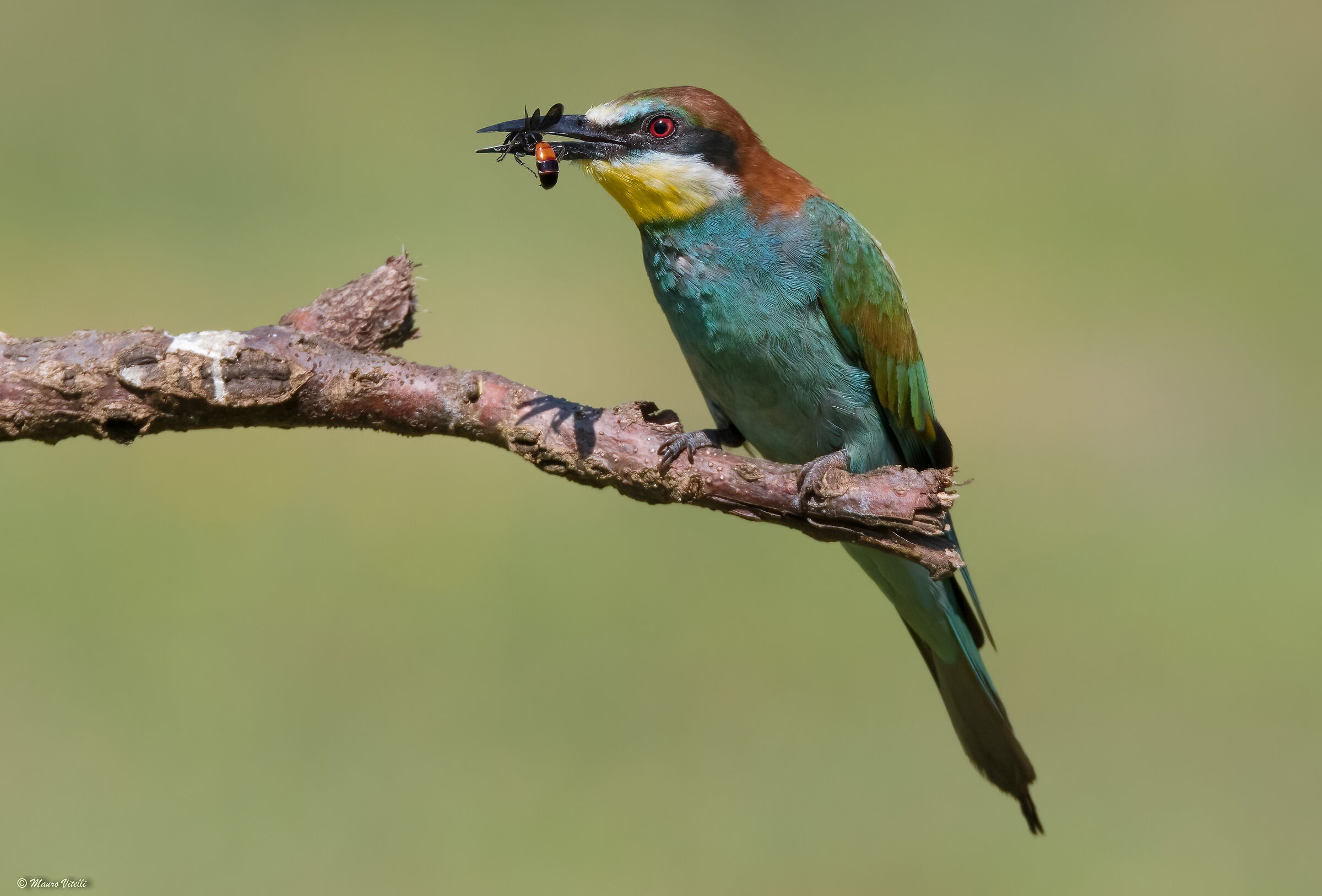 Bee-eater (Merops apiaster)