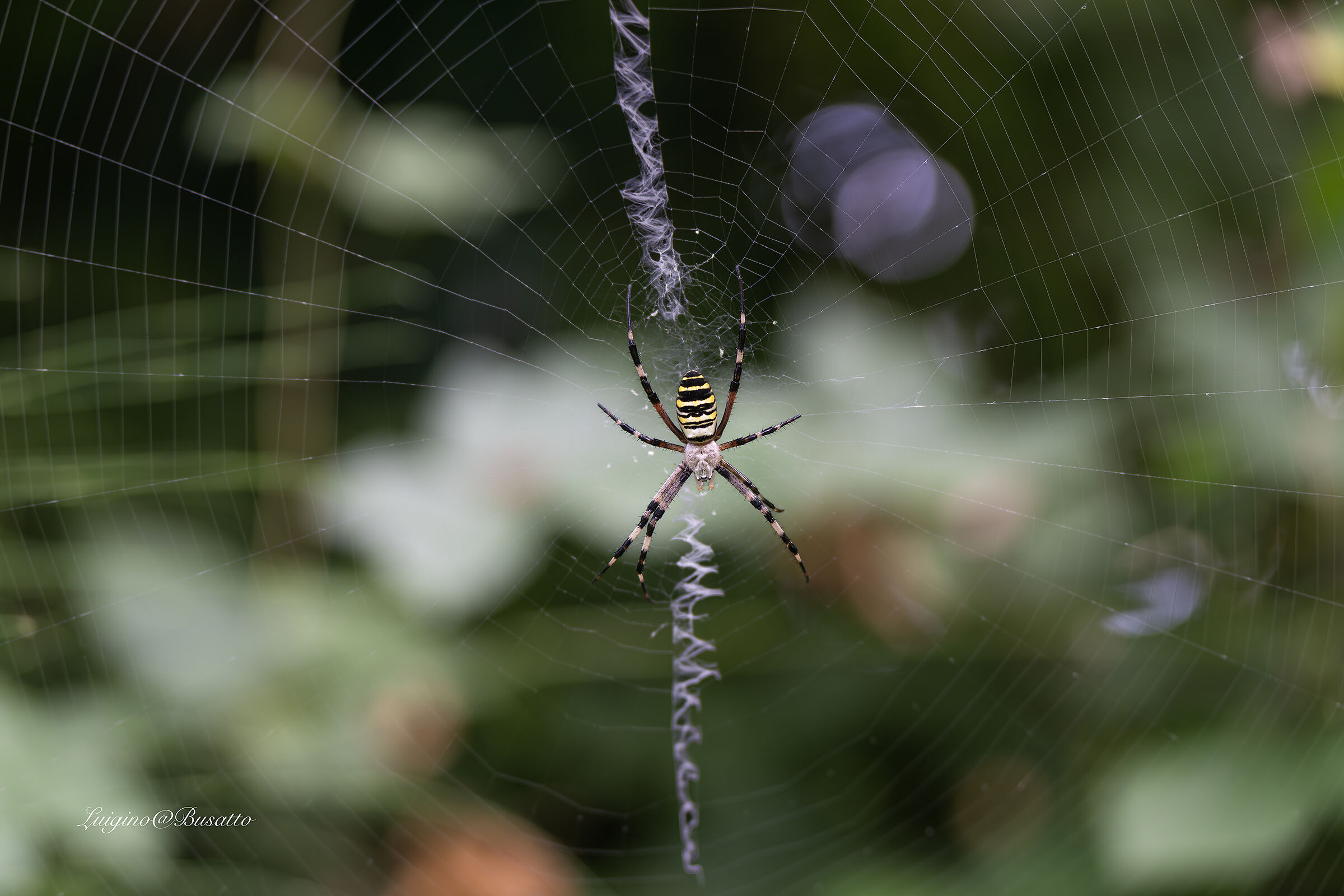 argiope (RAGNO VESPA)