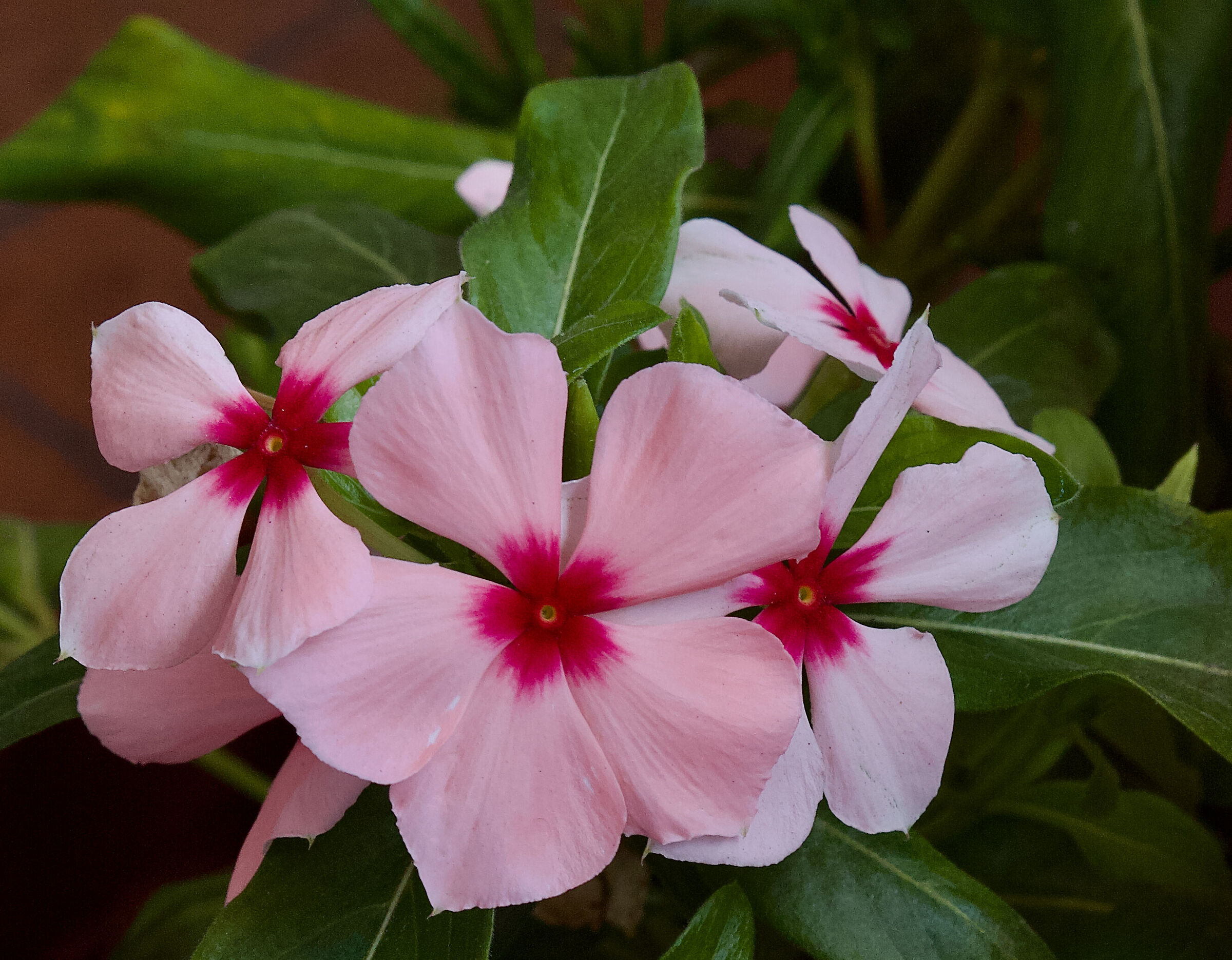 They bloom even at 40°