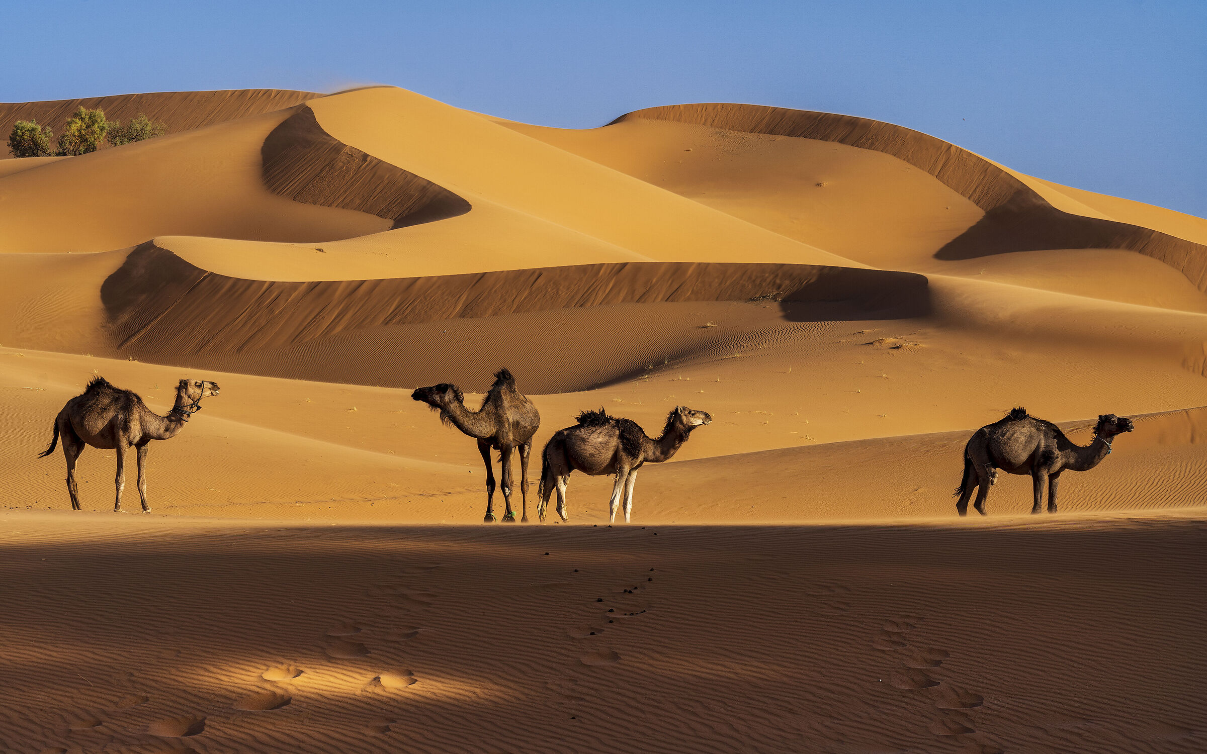 Merzouga Dune - The wonders of the Moroccan desert