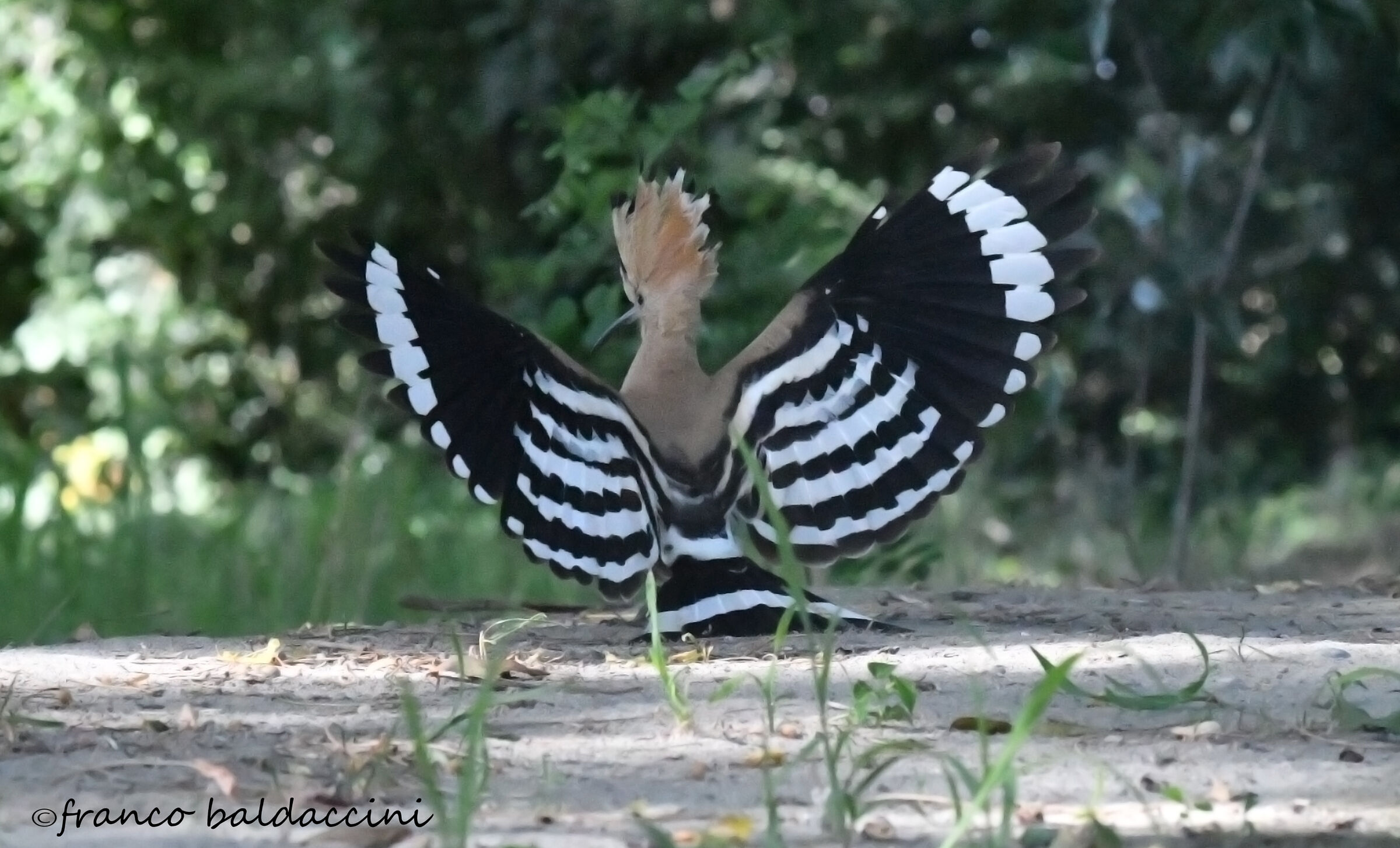 Hoopoe landing.
