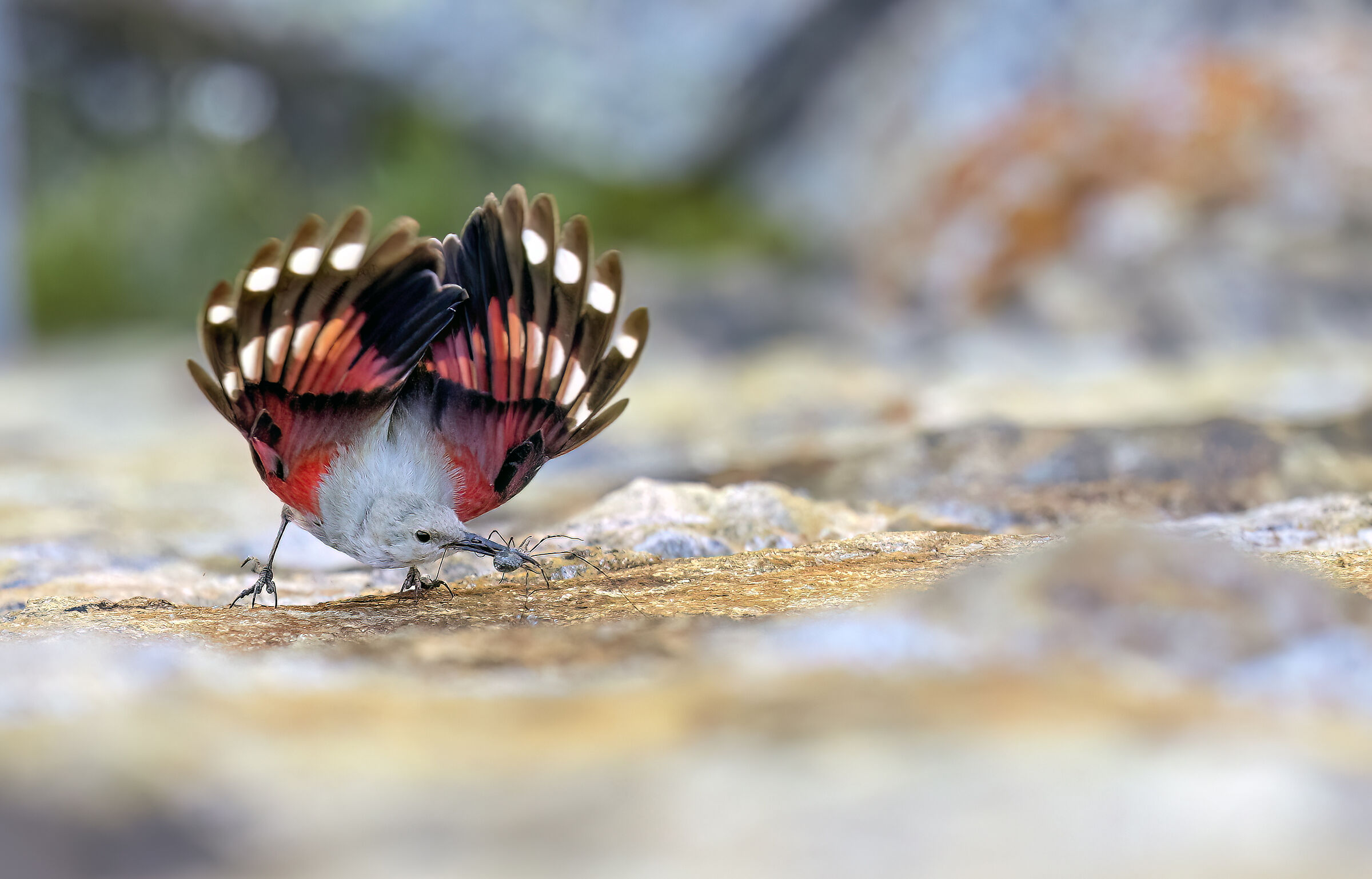 Picchio Muraiolo Femmina2023