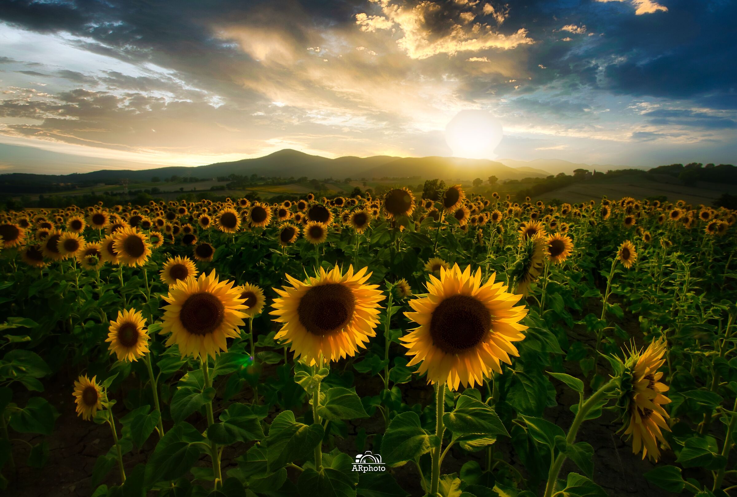 Sunflowers
