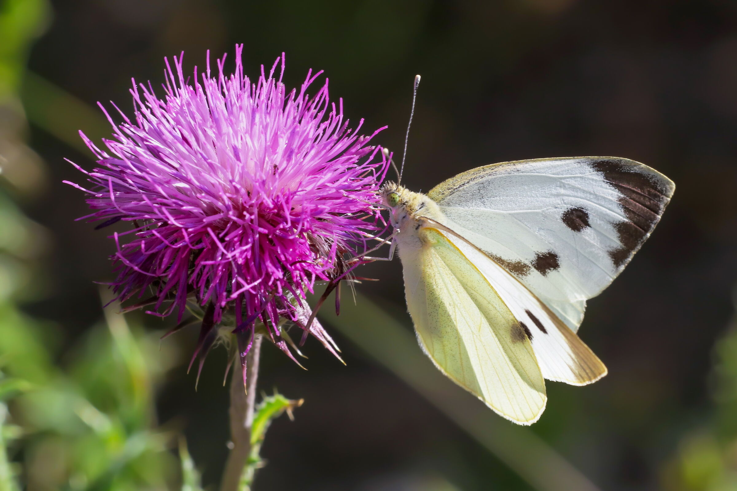 Pieris brassicae