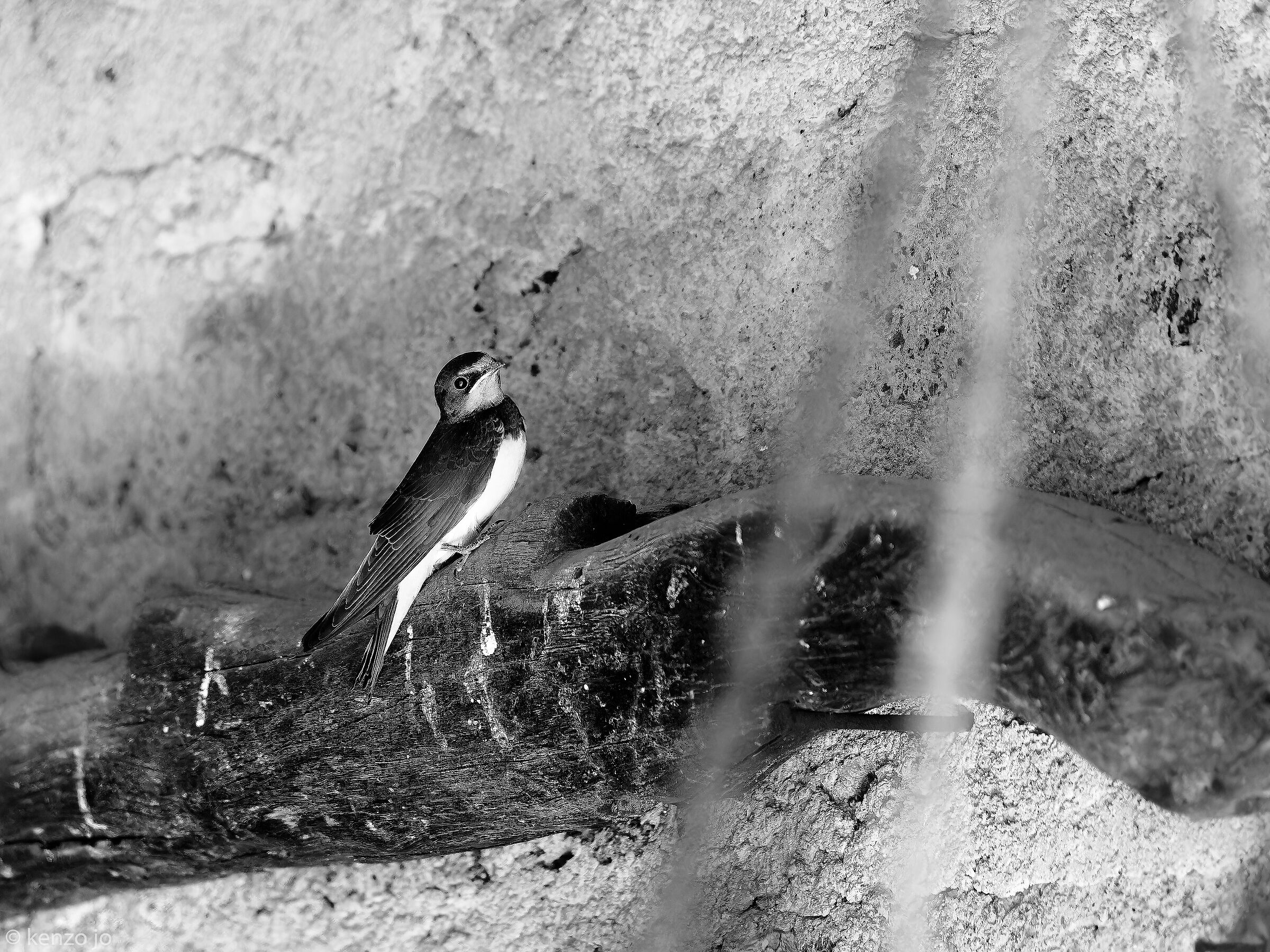 The House of Swallows