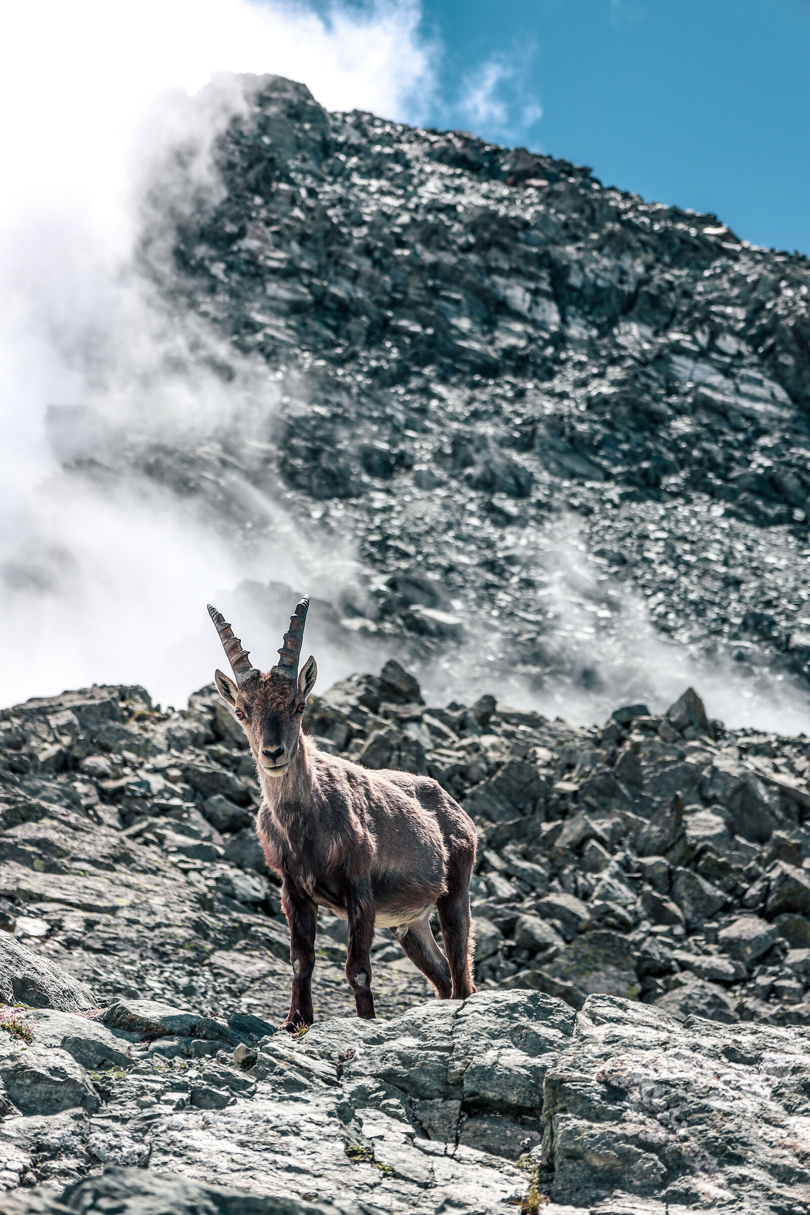 Ibex on Colle delle Traversette