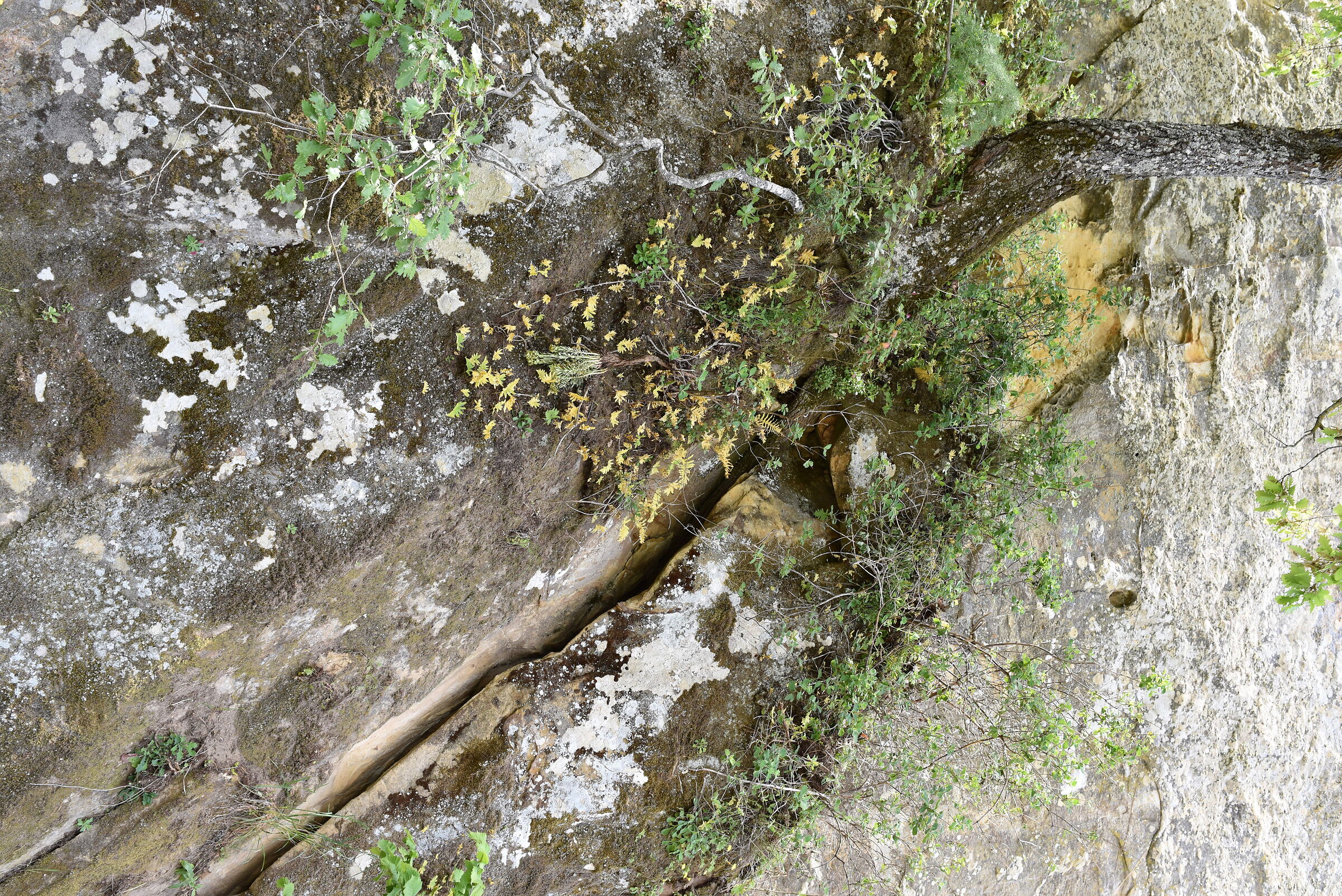 Nikon 28, 1.4 E ED, D 750