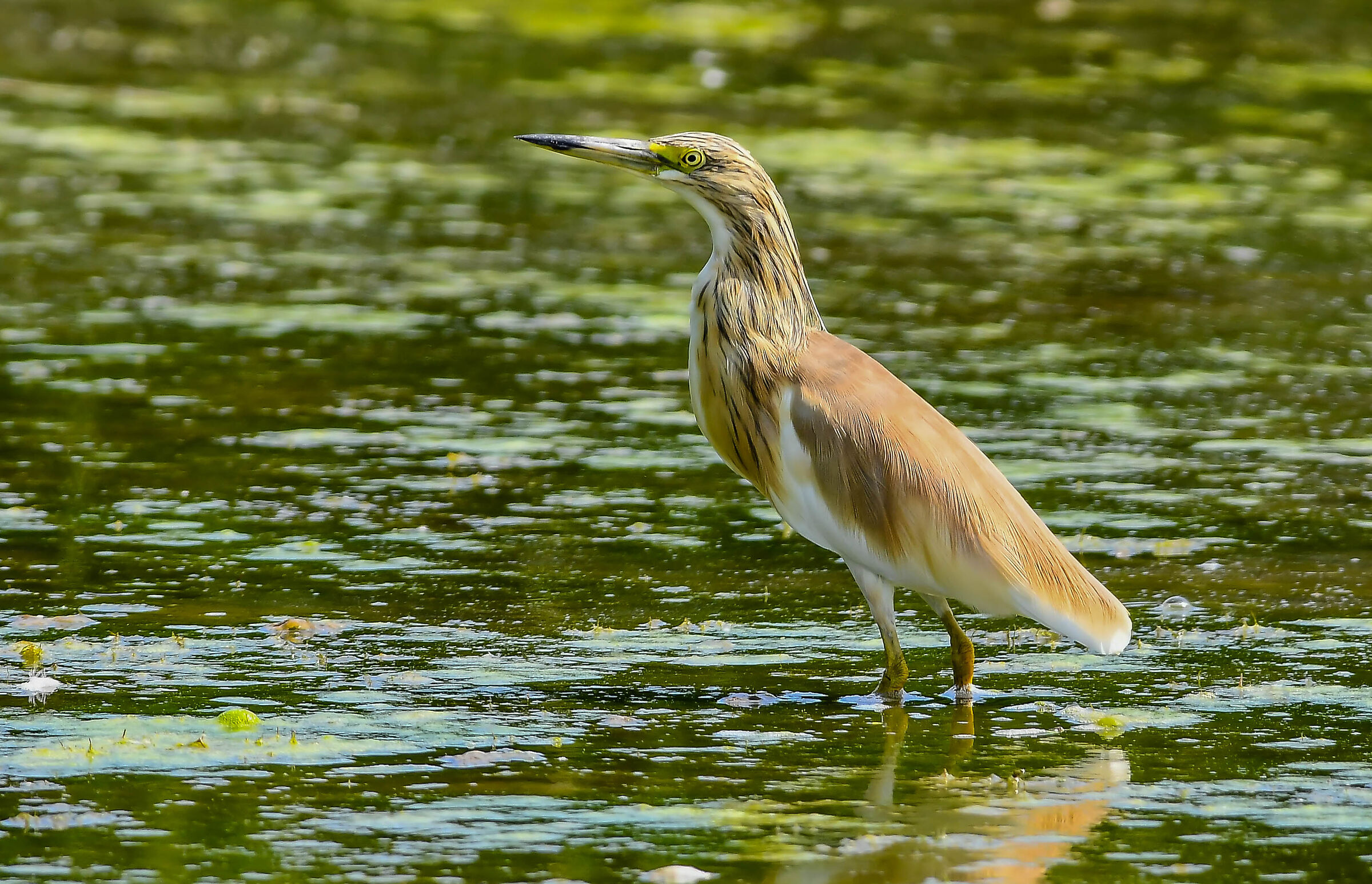 Squacco heron