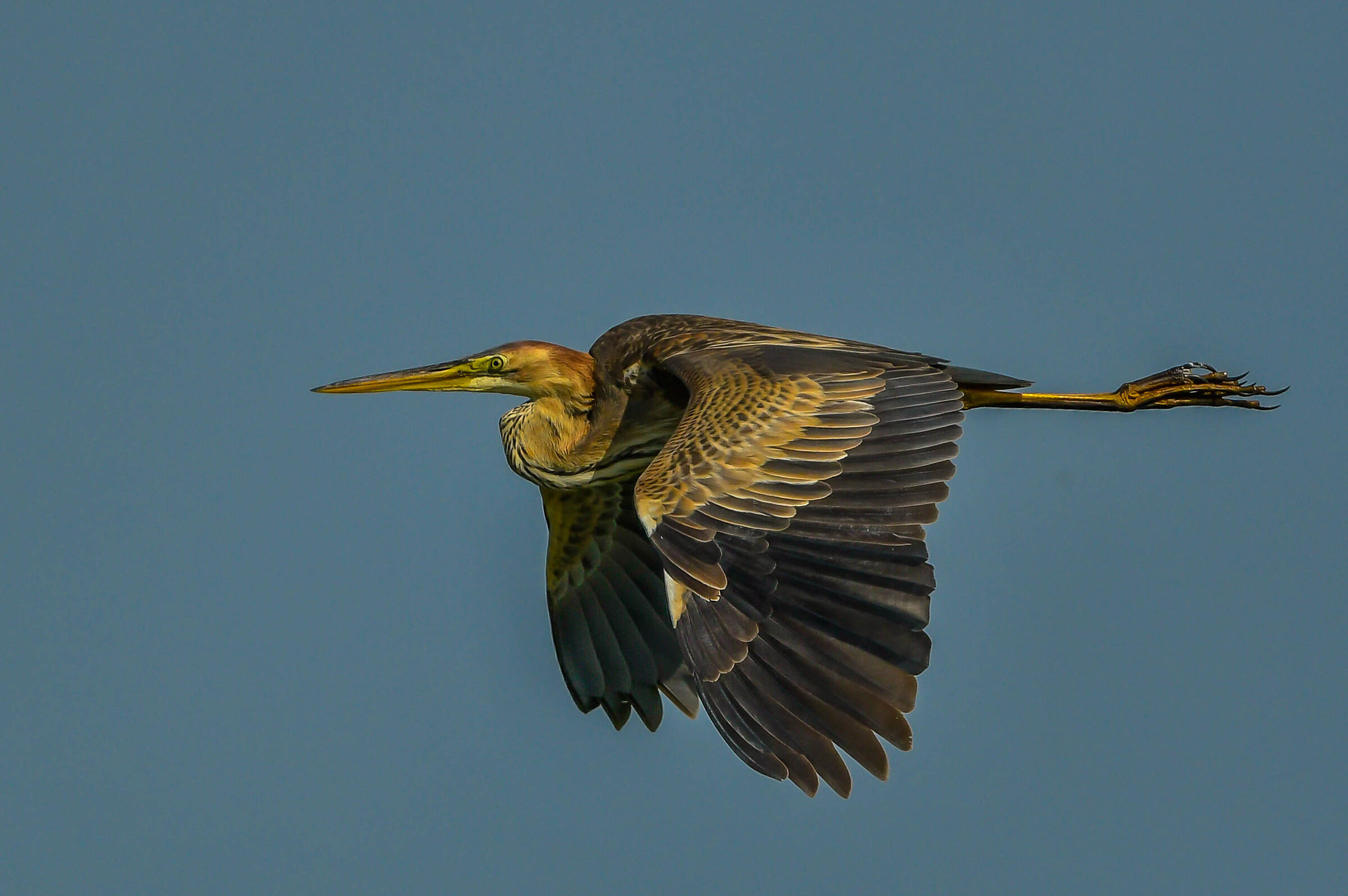 Purple heron