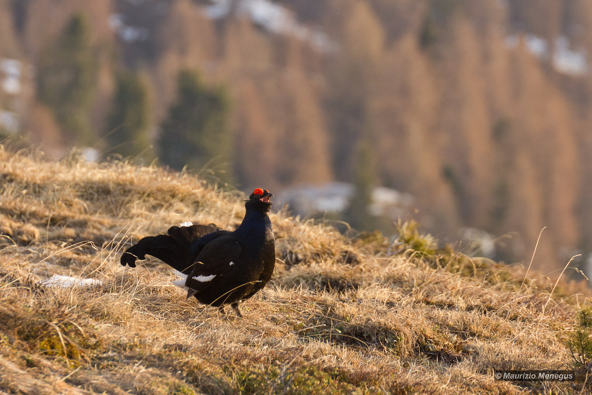 Il canto del Gallo Forcello