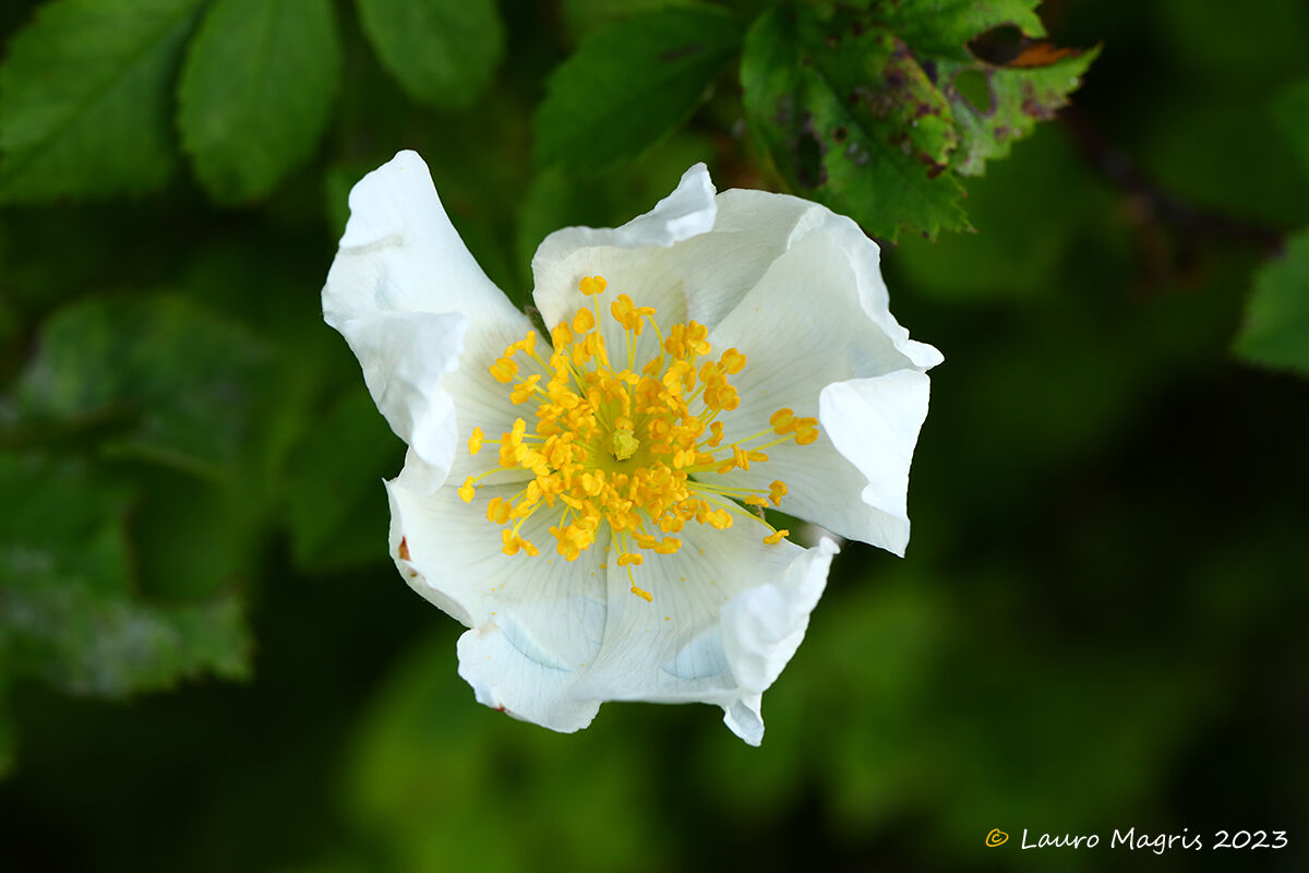 Rosa canina