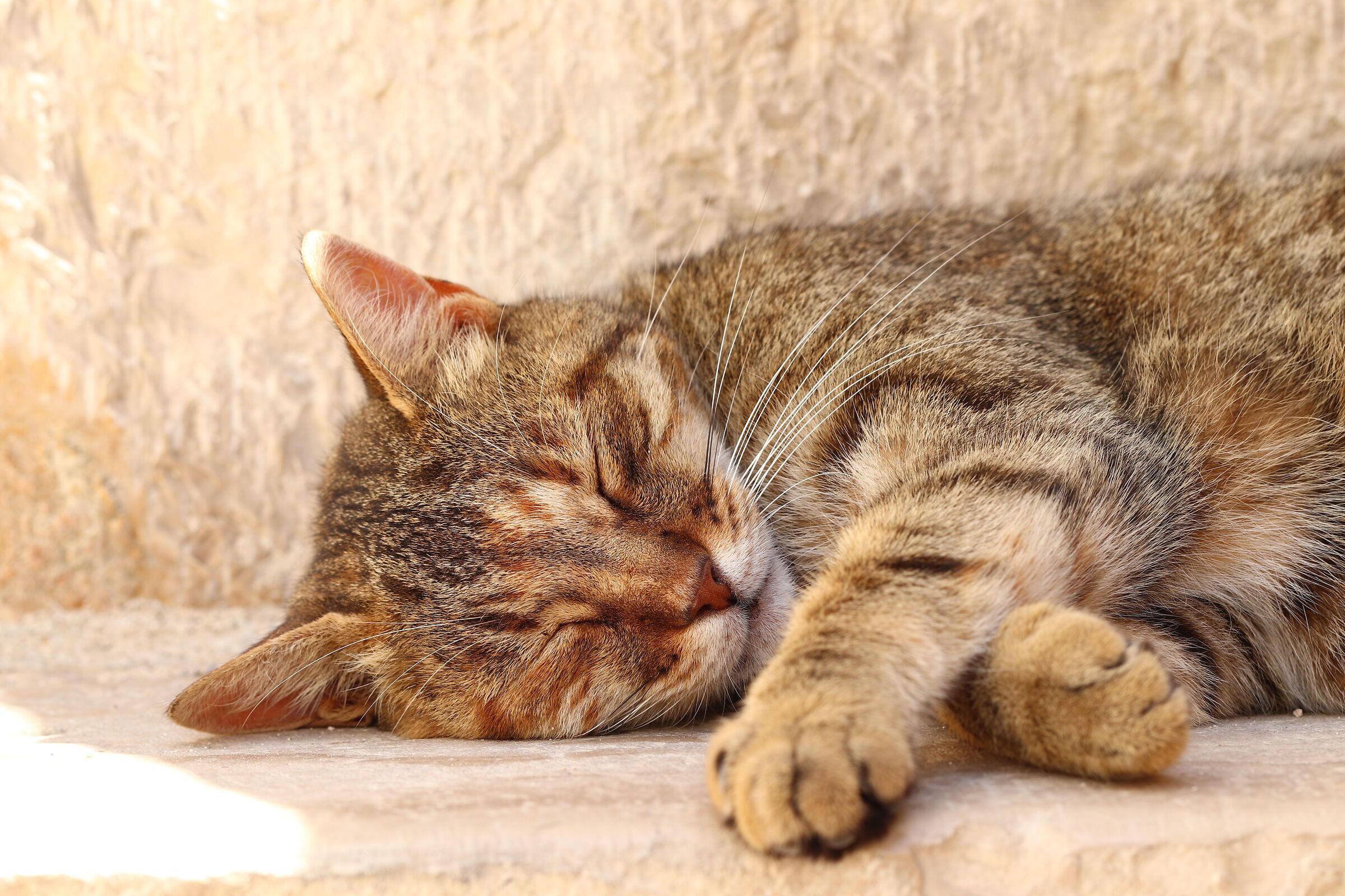 Il caldo mi distrugge...