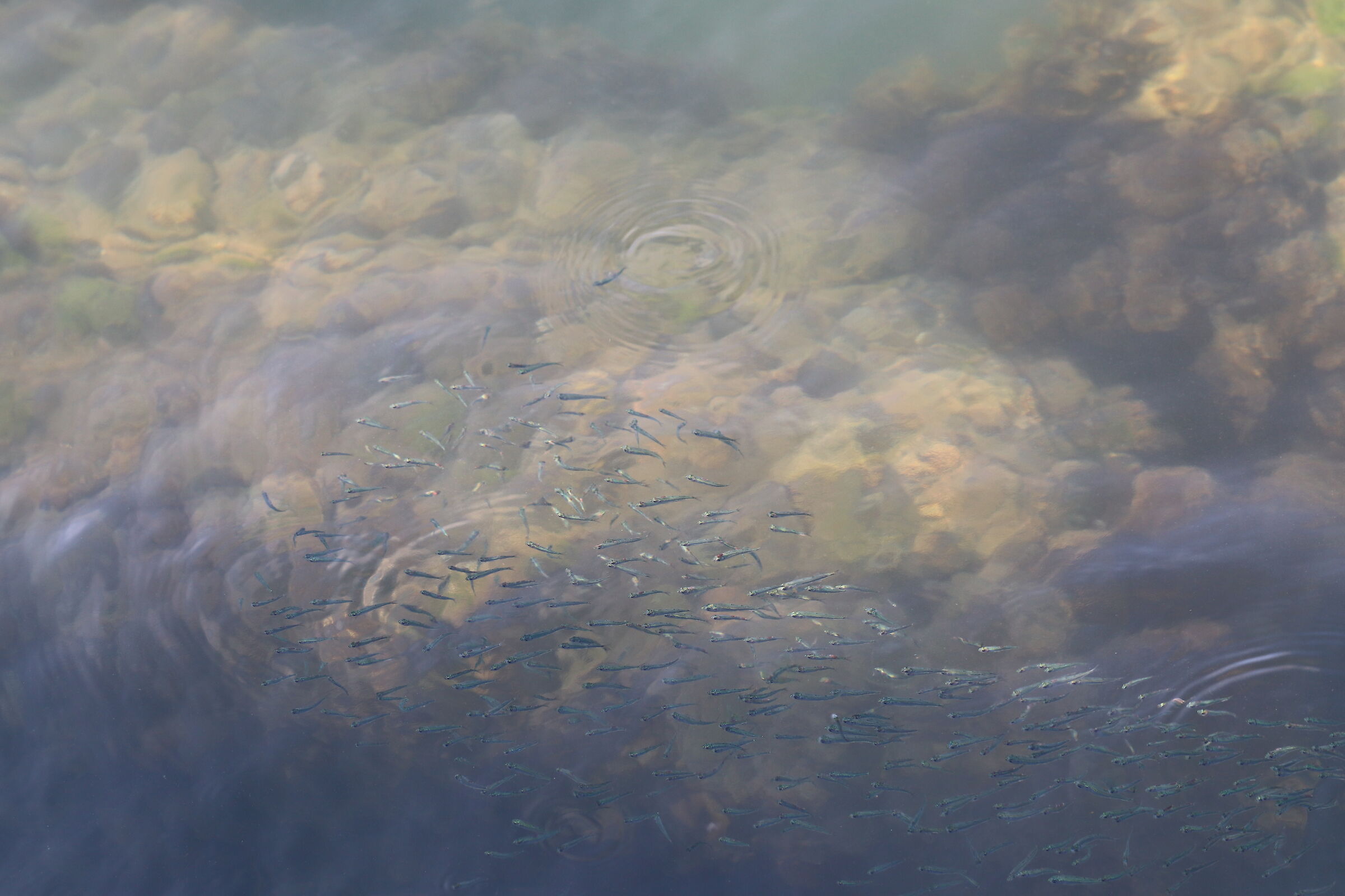 Tra cielo e mare (Bari)