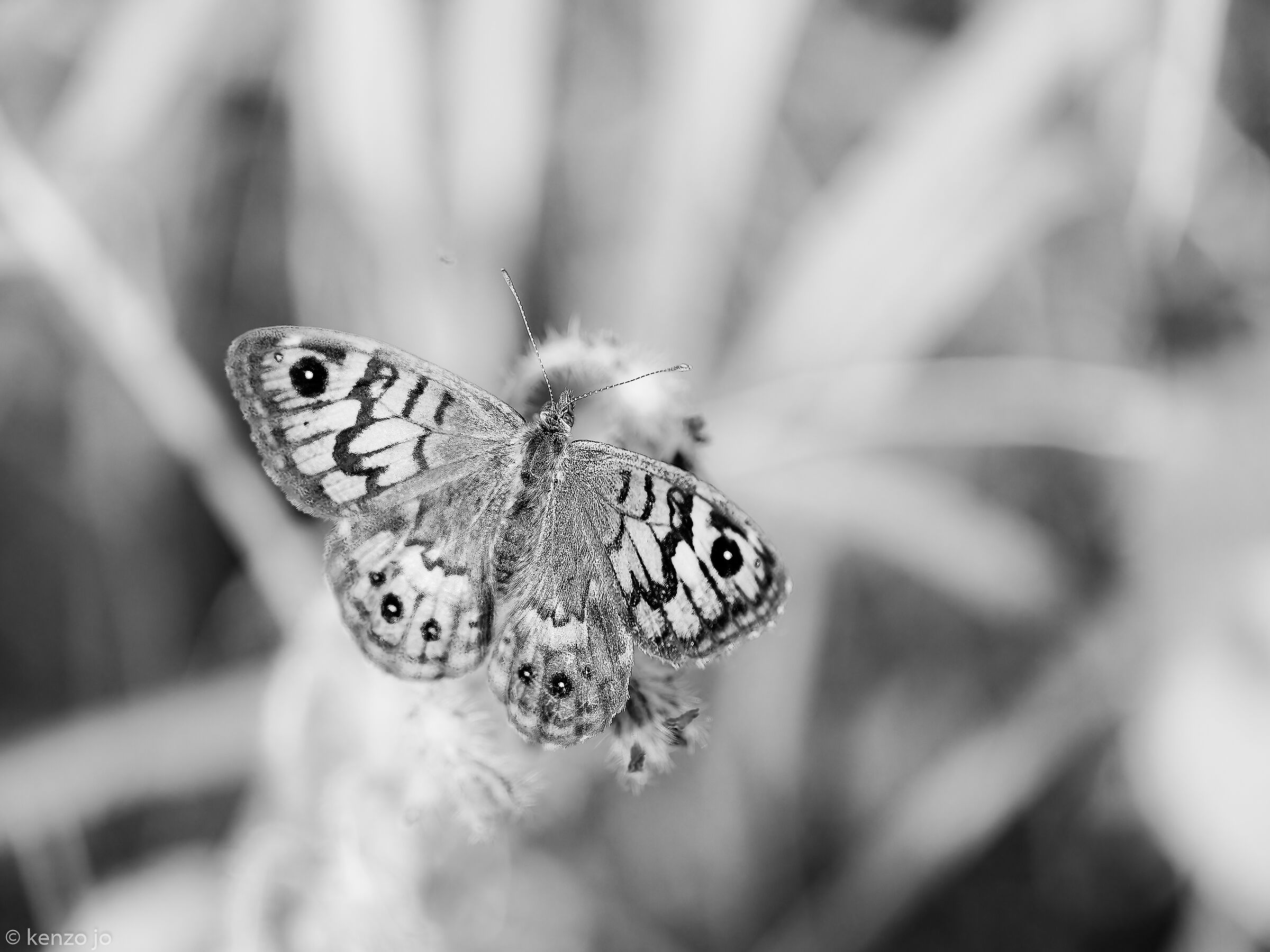 E apparve da un oceano di caldo