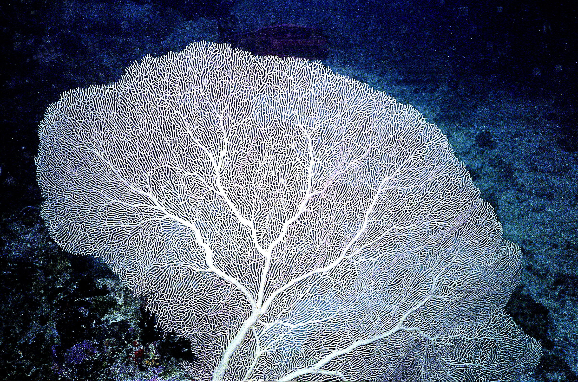 Maldives Gorgonia(Subergorgia mollis)