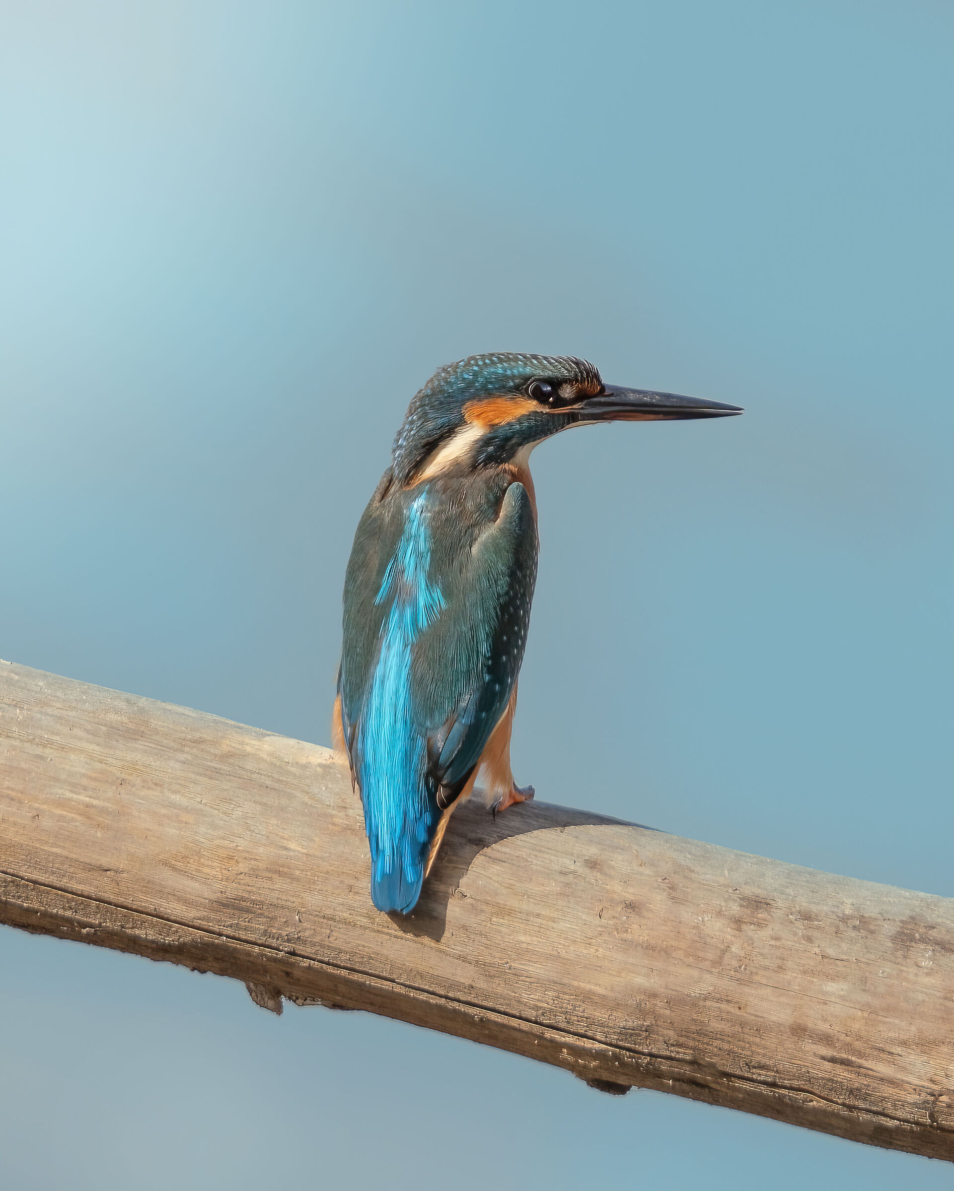 Young Kingfisher