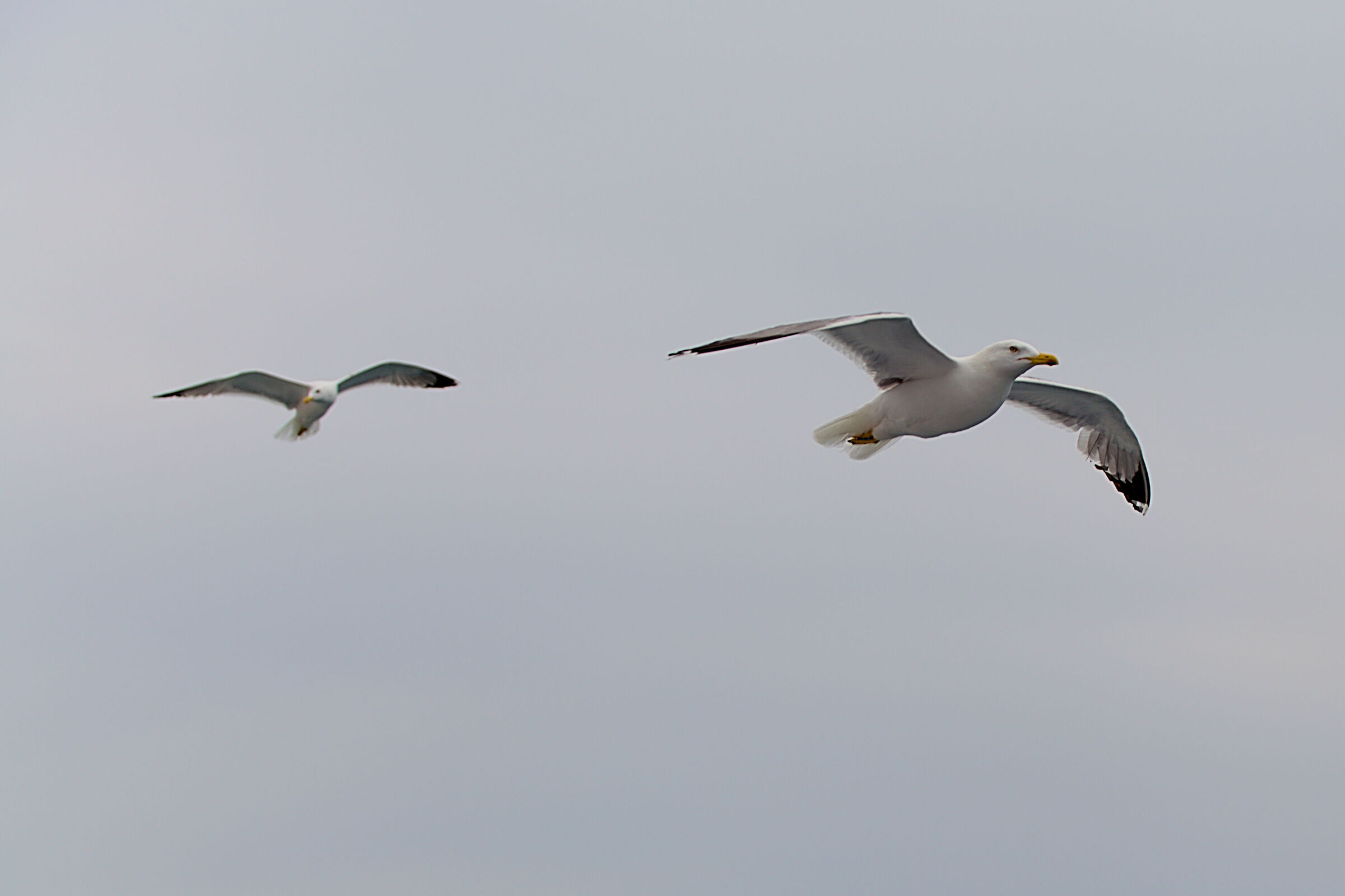Seagulls on Elba