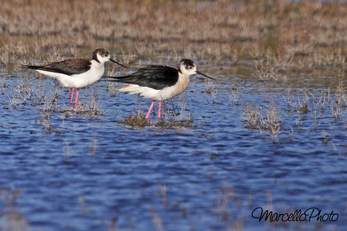 cavalieri - Camargue