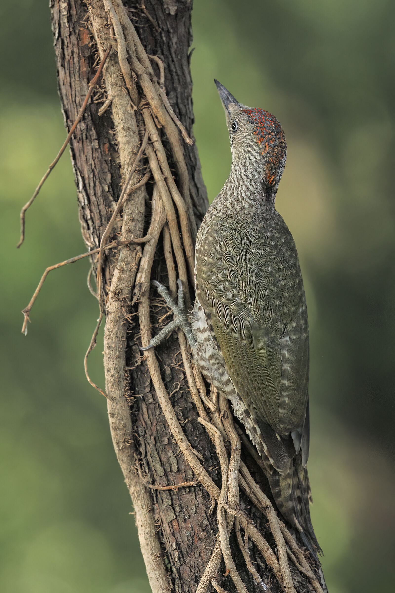 Green woodpecker JUV.